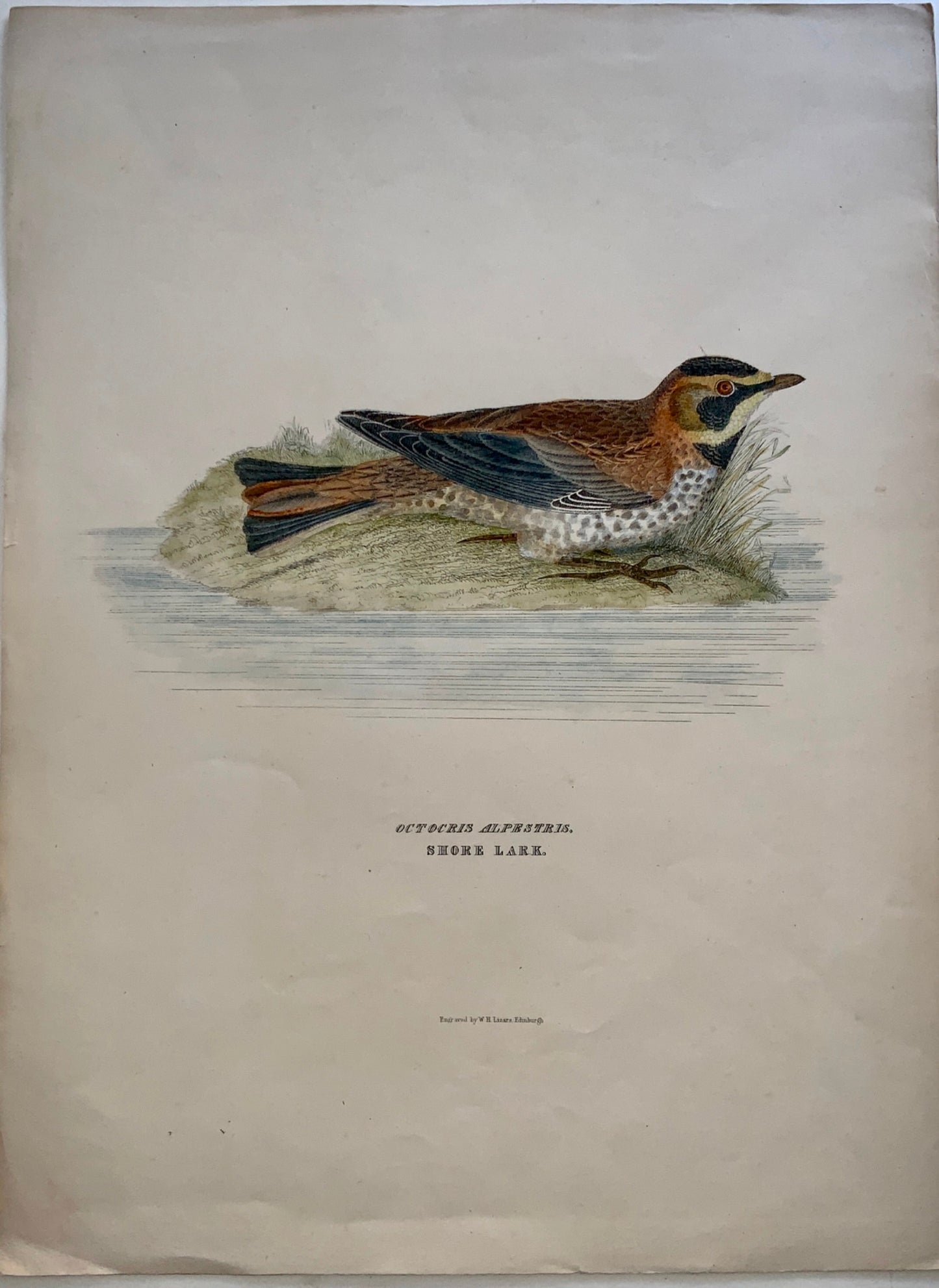 1846 SHORE LARK Ornithology - Brown hand coloured Large Folio (36cm)