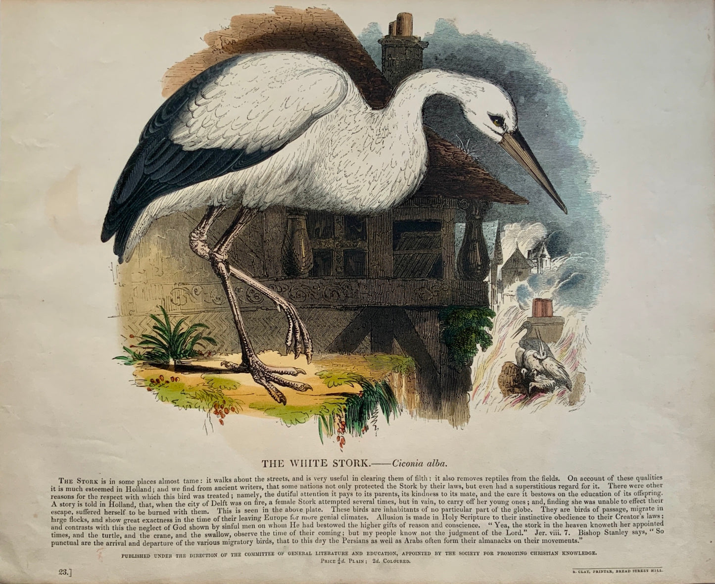 1845 WHITE STORK - Bird - Josiah Wood Whymper (1813-1903) - large coloured woodcut