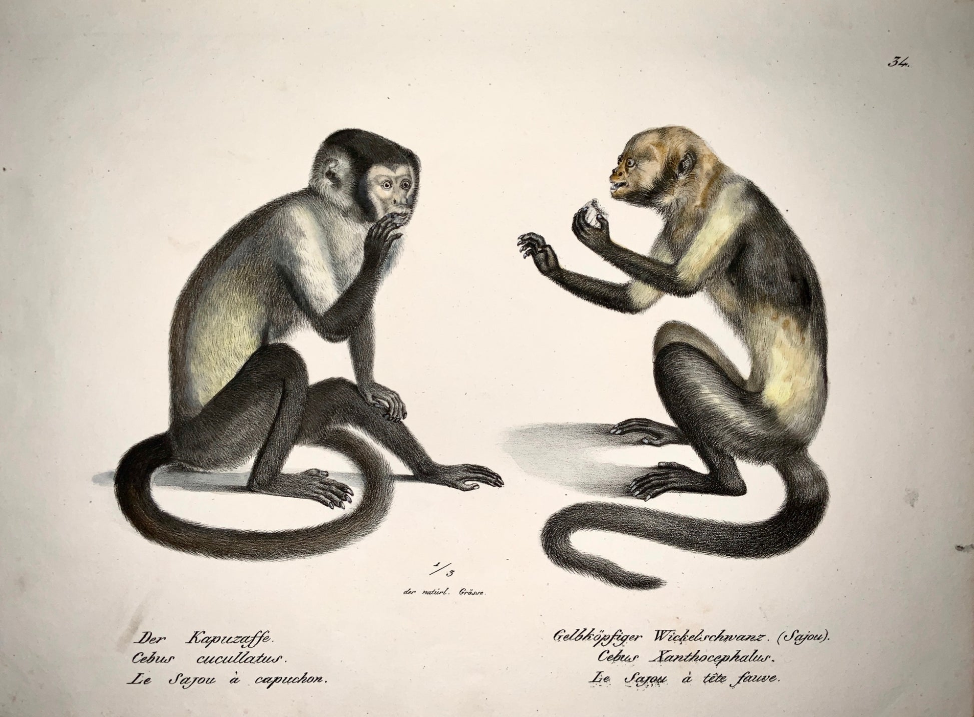 1824 CAPUCHIN MONKEYS - K.J. Brodtmann hand colored FOLIO lithography - Mammal