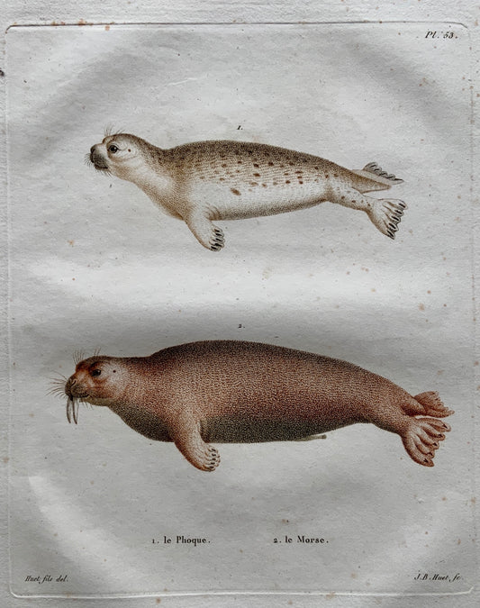 Jean Baptiste Huet [1745-1811] SEALS Coloured stipple (crayon manner) - Mammals