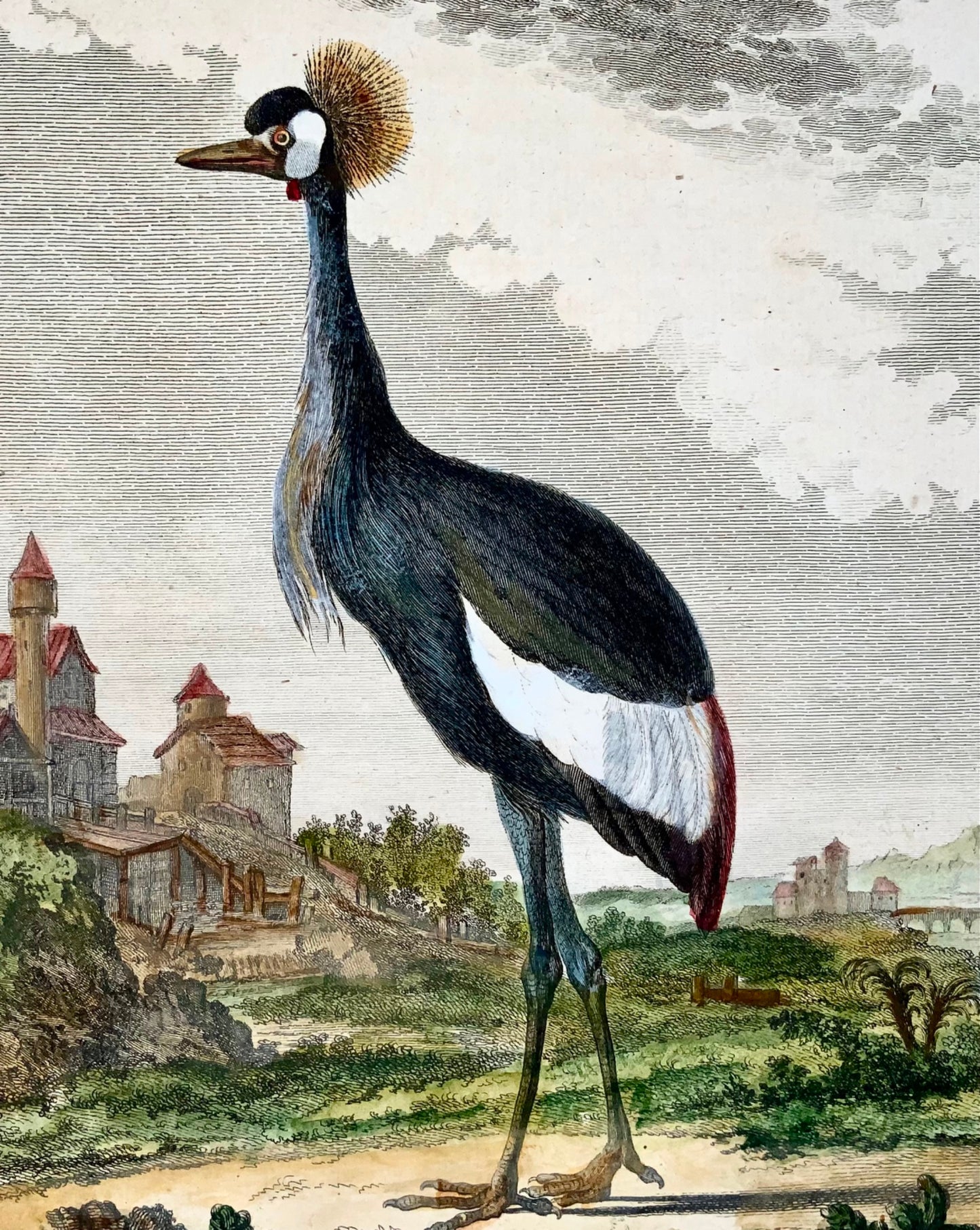 1779 de Seve - GRUE COURONNE Oiseau - Ornithologie - Gravure in-4 grande édition