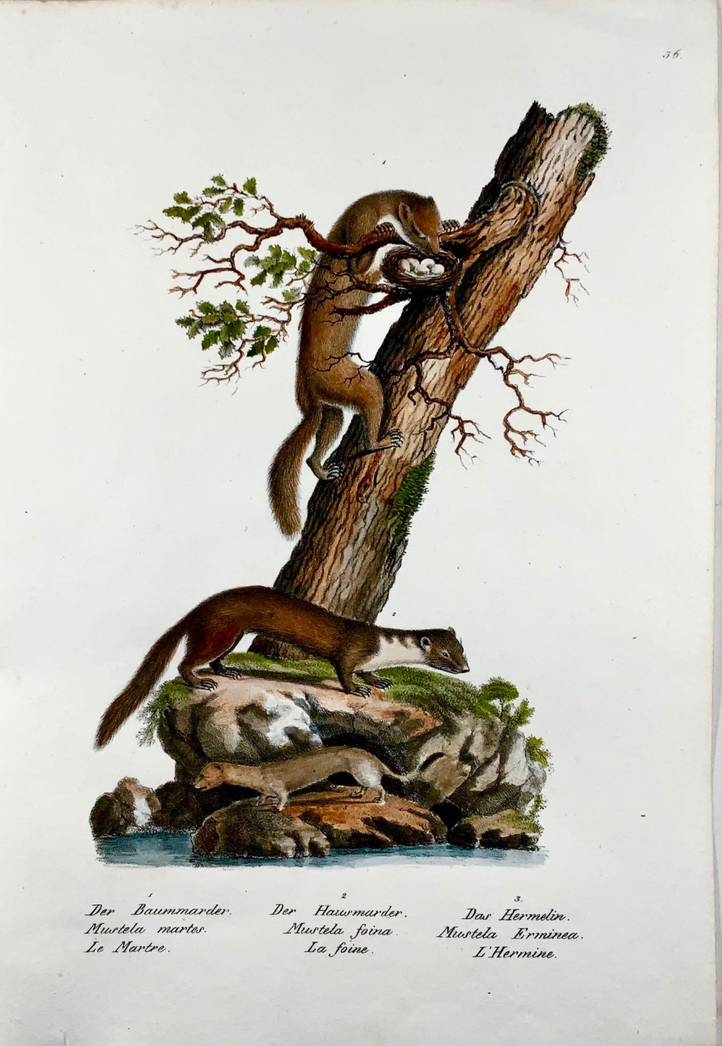 1830 Weasel, Mustela, Mammals, Schinz, hand colored, folio, lithograph