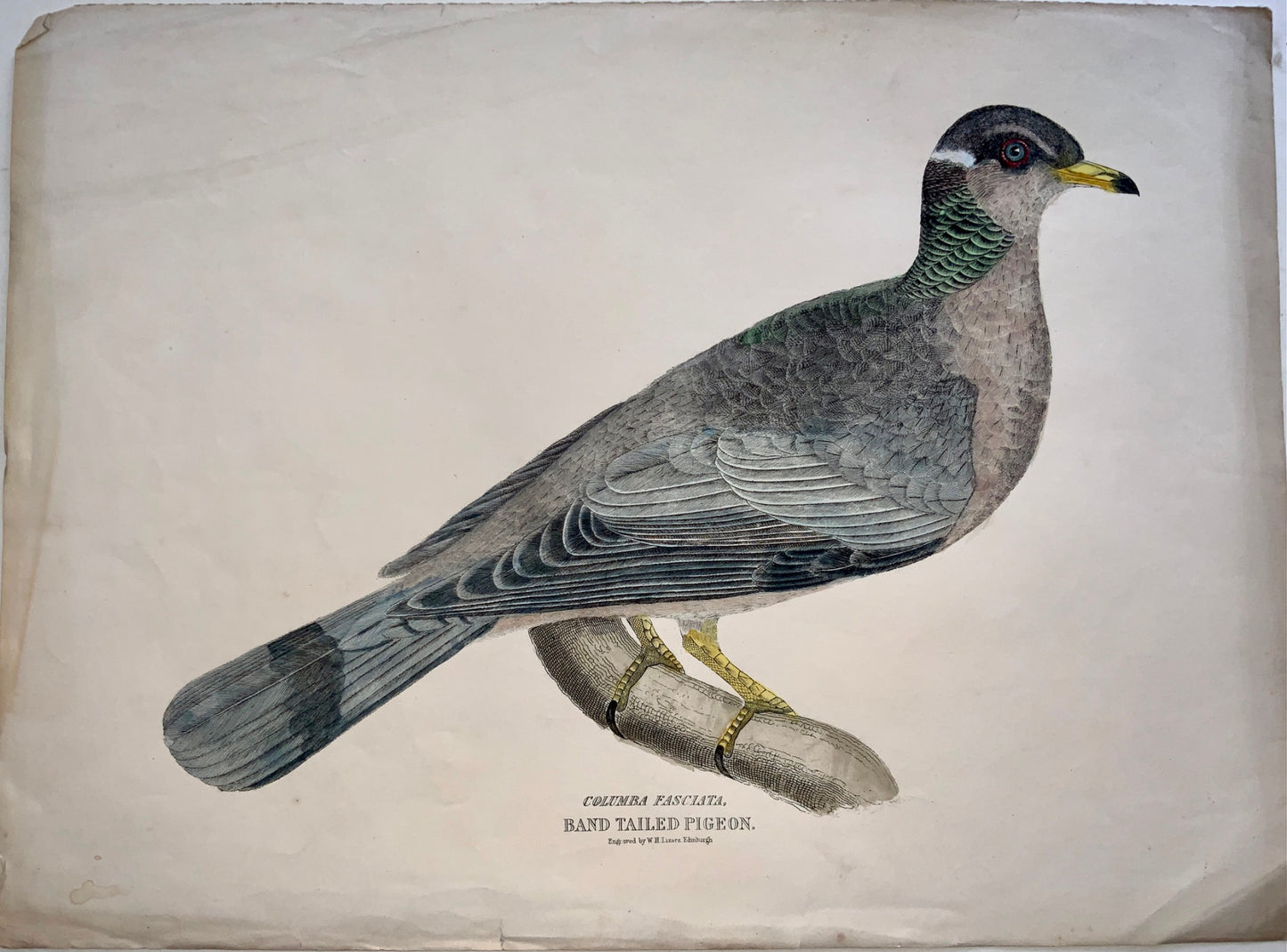 1846 Band Tailed PIGEON Ornithology - Brown hand coloured Large Folio (36cm)