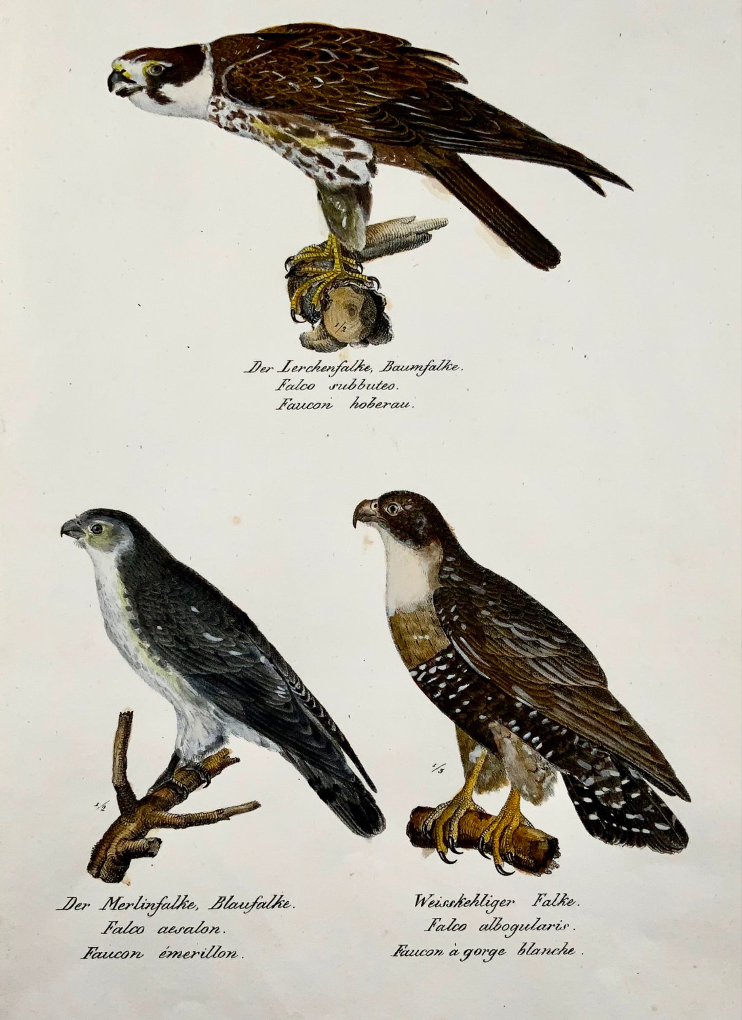 1830 Merlin Falcon - Ornithology Brodtmann hand coloured FOLIO lithograph