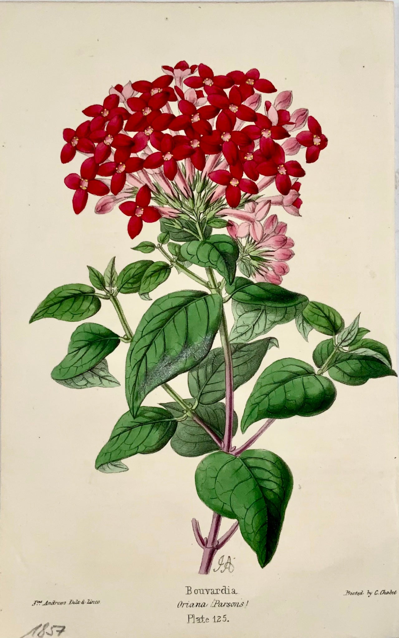 1856 Bouvardia, James Andrews, couleur exquise à la main, botanique