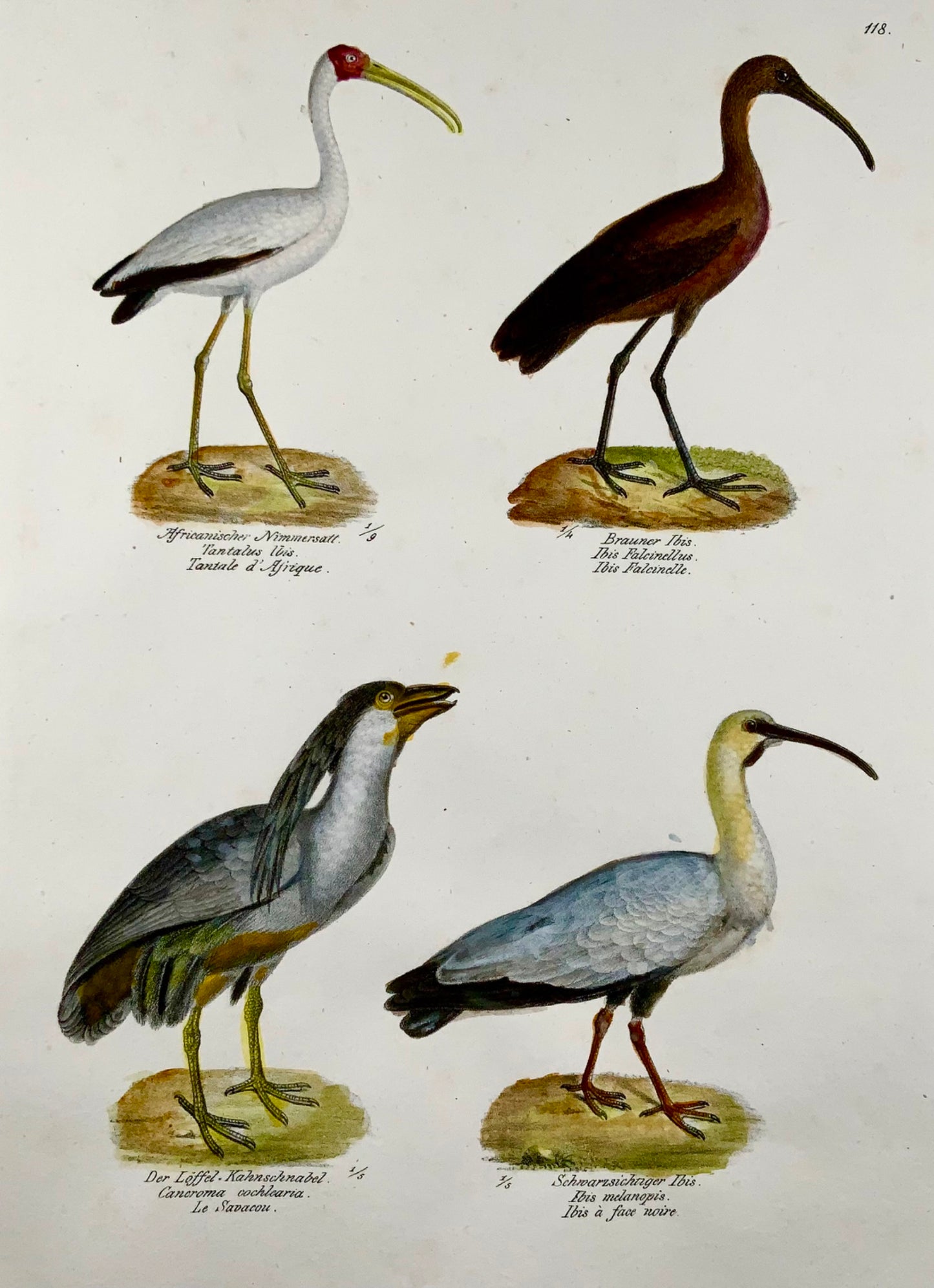 1830 IBIS Boat-Billed Heron Ornithology Brodtmann hand coloured FOLIO lithograph