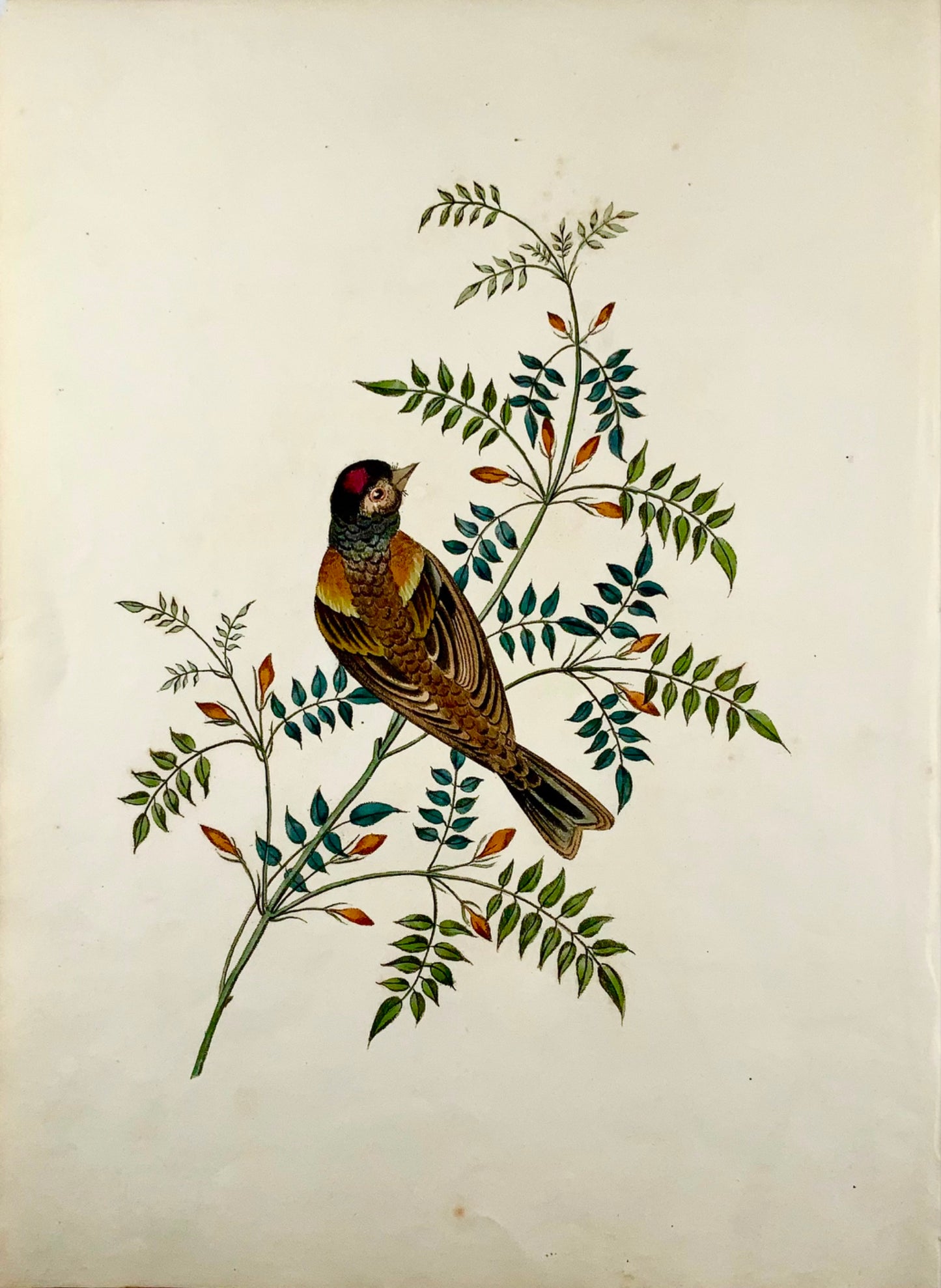 1819 George Brookshaw (b 1751), ornithology, Finch, foliate border