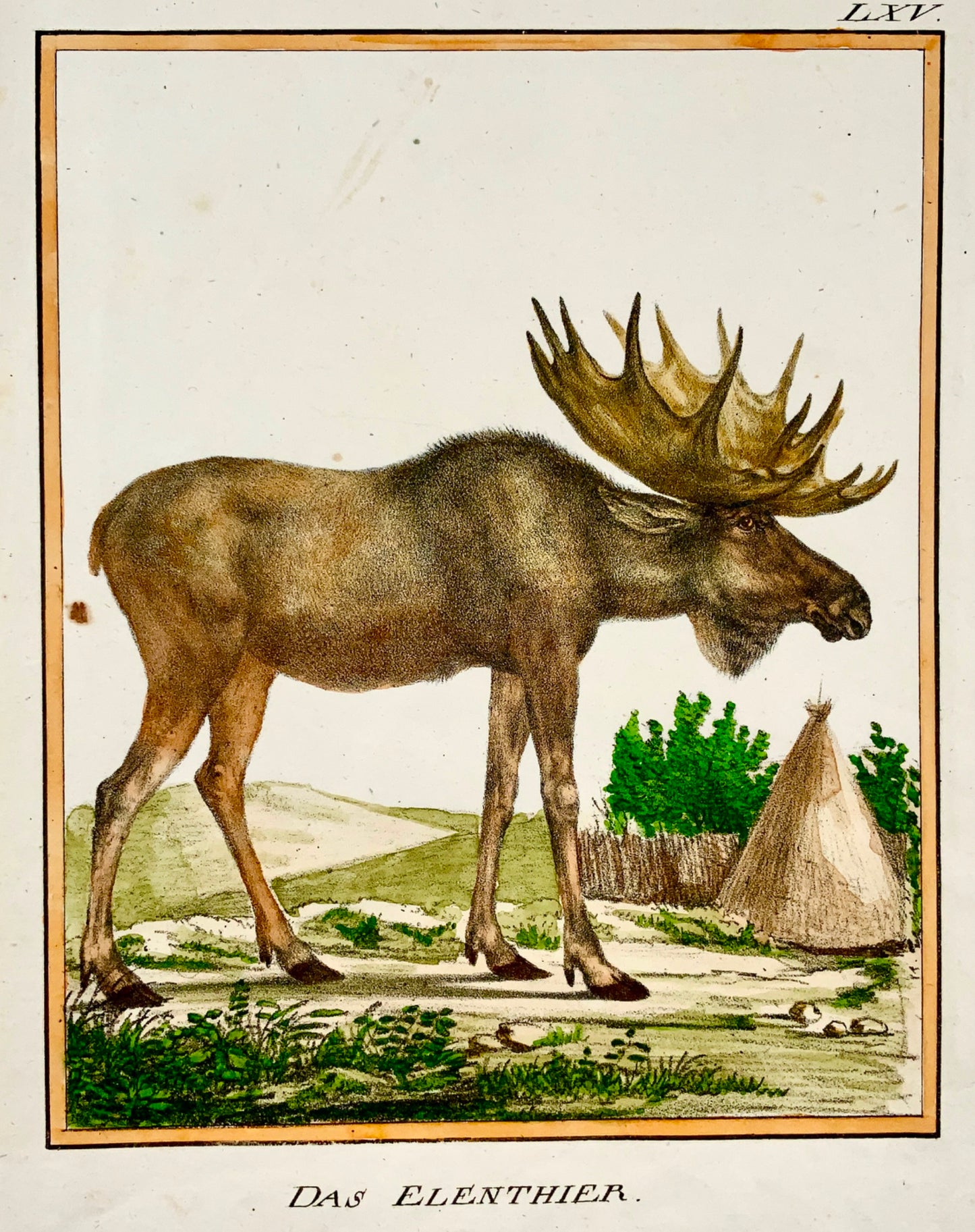 1816 Moose INCUNABULA OF LITHOGRAPHY K. Schmidt 4to hand coloured - Mammal