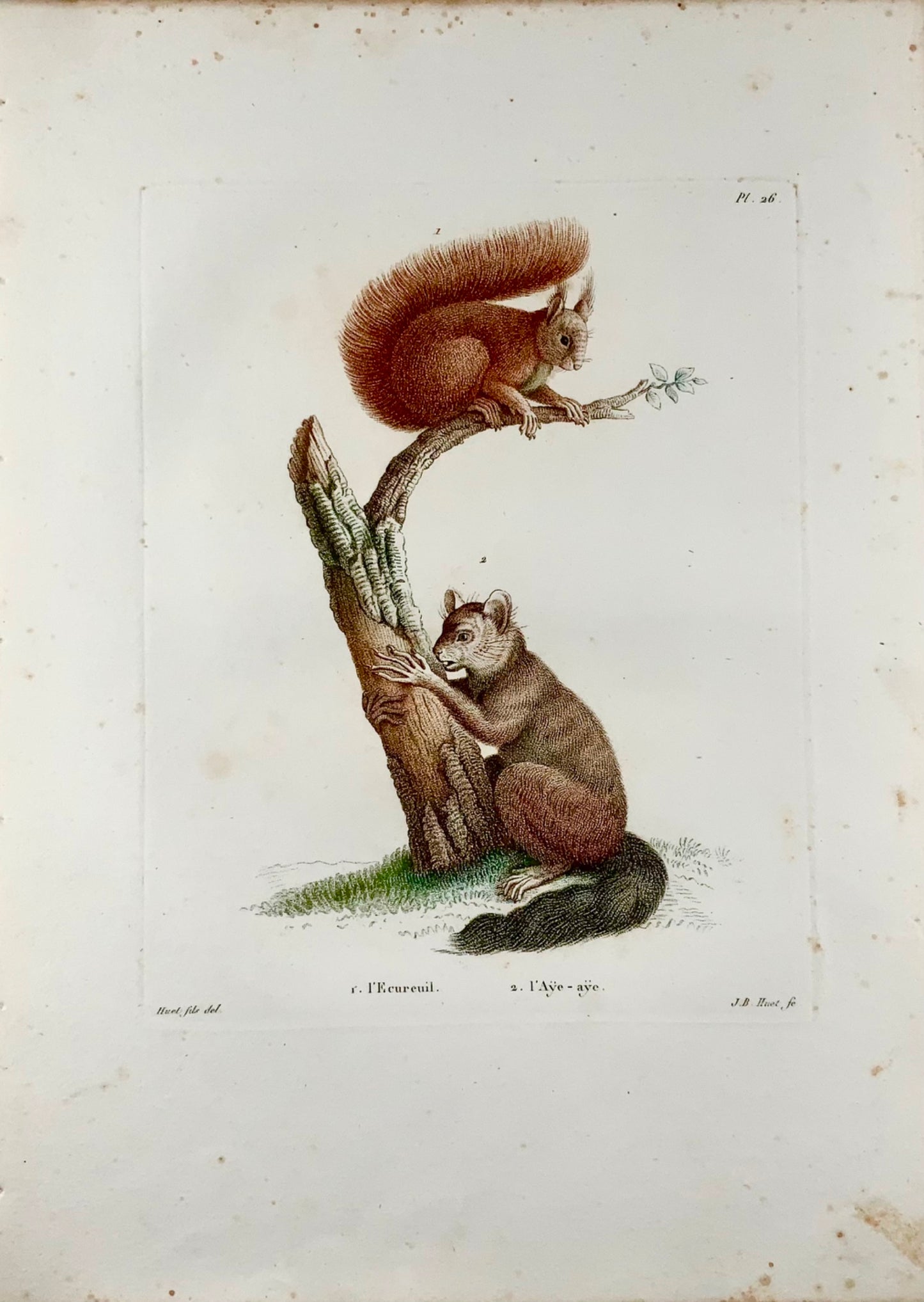 1808 J. Bapt. Huet [1745-1811] ; Écureuil, Aye-Aye, gravure crépi colorée à la main