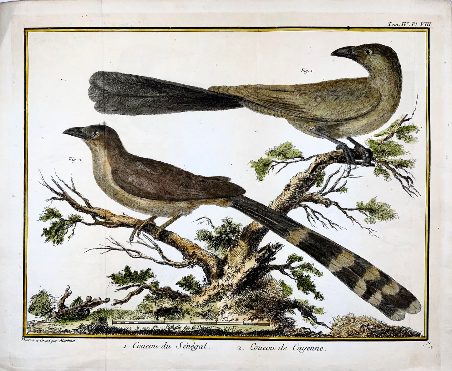 1760 Fr. Nic. Martinet (b1725), exotic cuckoos, ornithology, copper engraving