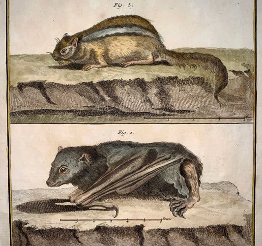 1751 Martinet - Bat, Squirrel, Suisse - hand coloured - Large Folio 39 cm - Zoology