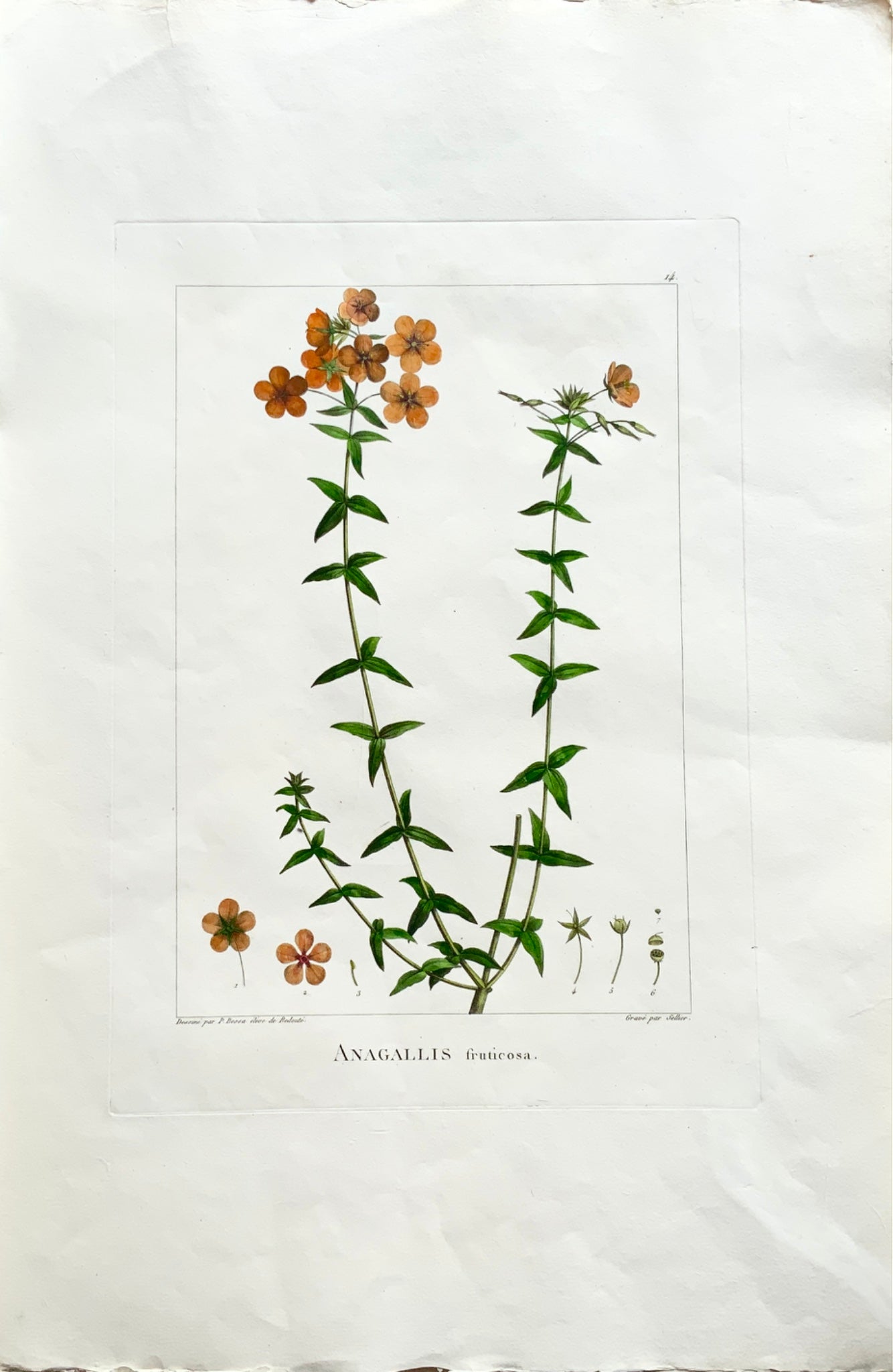 1803 Sellier after Bessa and Redoute - Pimpernel -  51 x 34 cm - Hand coloured - Botany