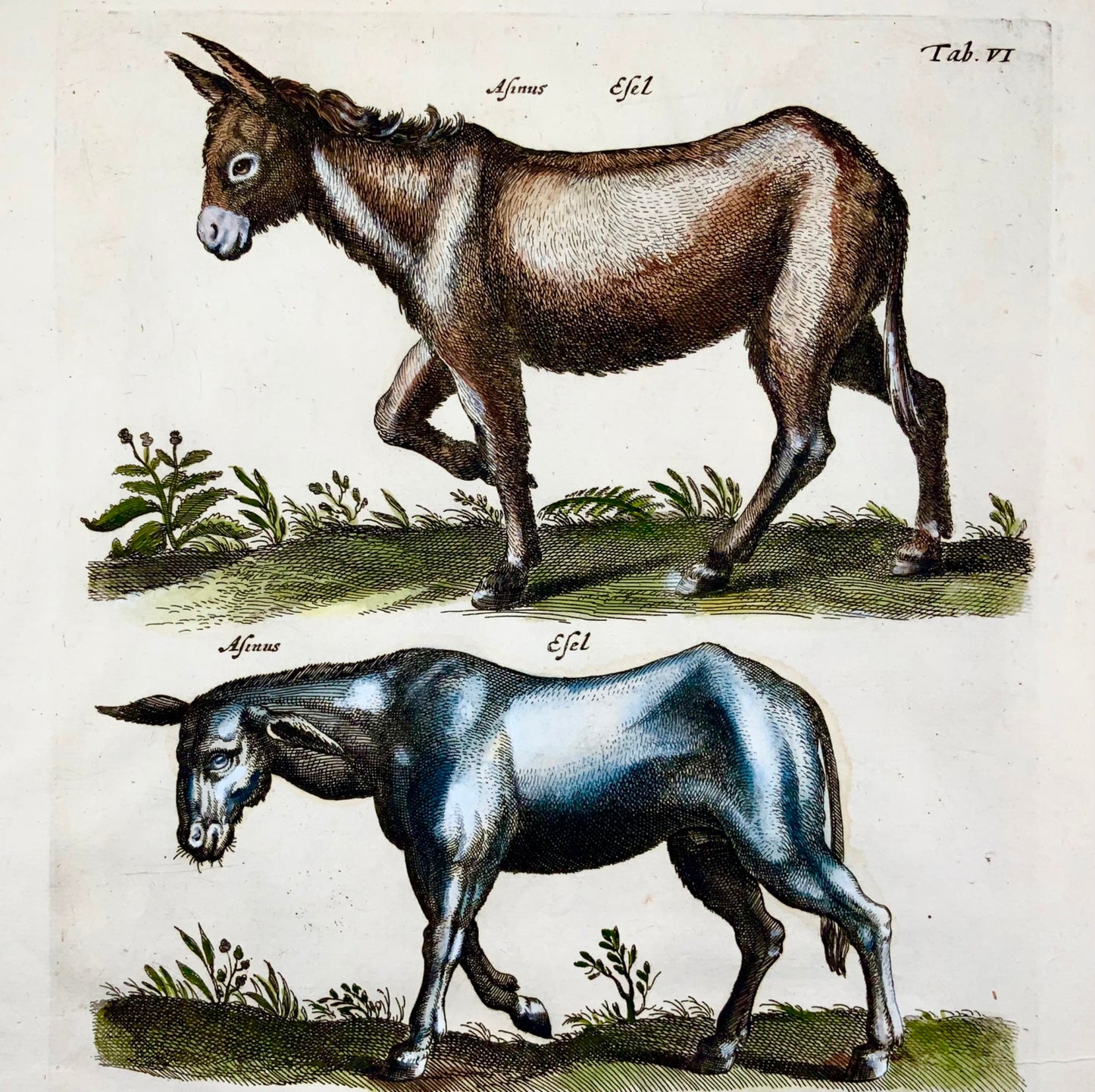 1657 Cheval, Mulet, Âne, Mat. Merian, in-folio, gravure coloriée à la main, mammifères