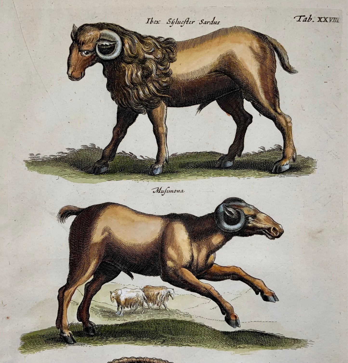 1657 Bouquetin, Mouflon, Chèvres, Matt. Merian, in-folio, gravure coloriée à la main, mammifères