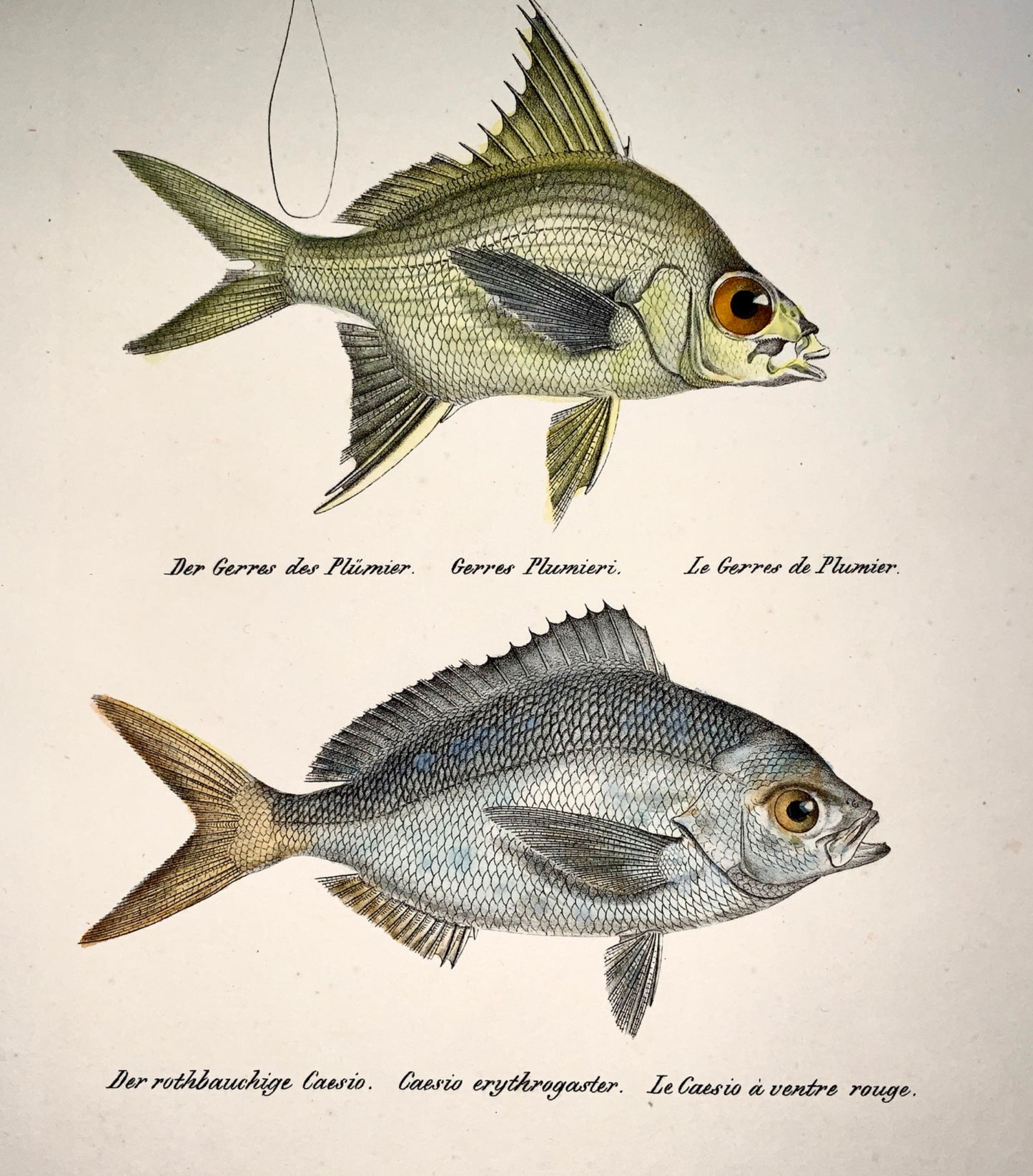 1833 H. Schinz (1777-1861) CAESIO FISH Gerres Aphareus Handcol. stone lithograph