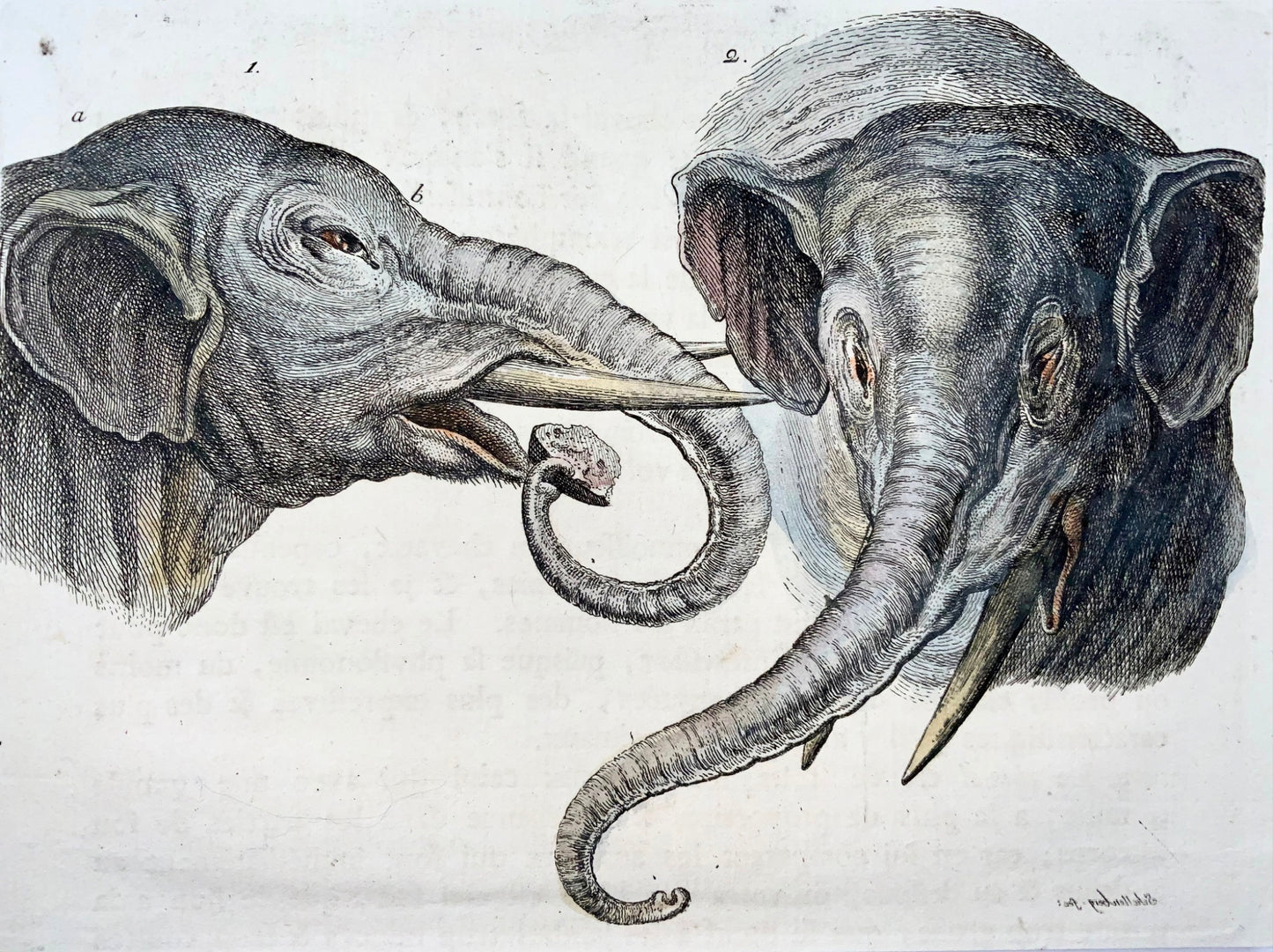 1780 Étude d'éléphant, RJ Schellenberg, gravure sur cuivre coloriée à la main, mammifères