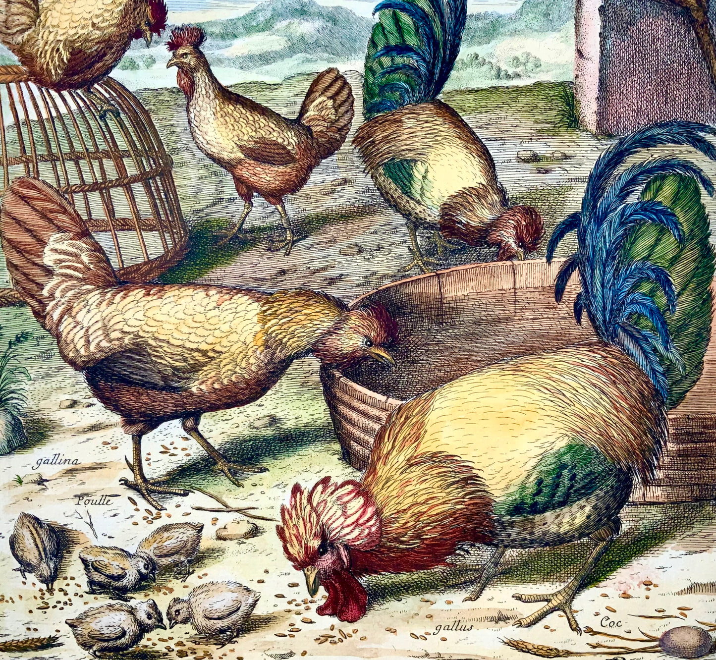 1673 Poulets, Volailles, Nicolas Robert, gravure in-folio en couleur à la main