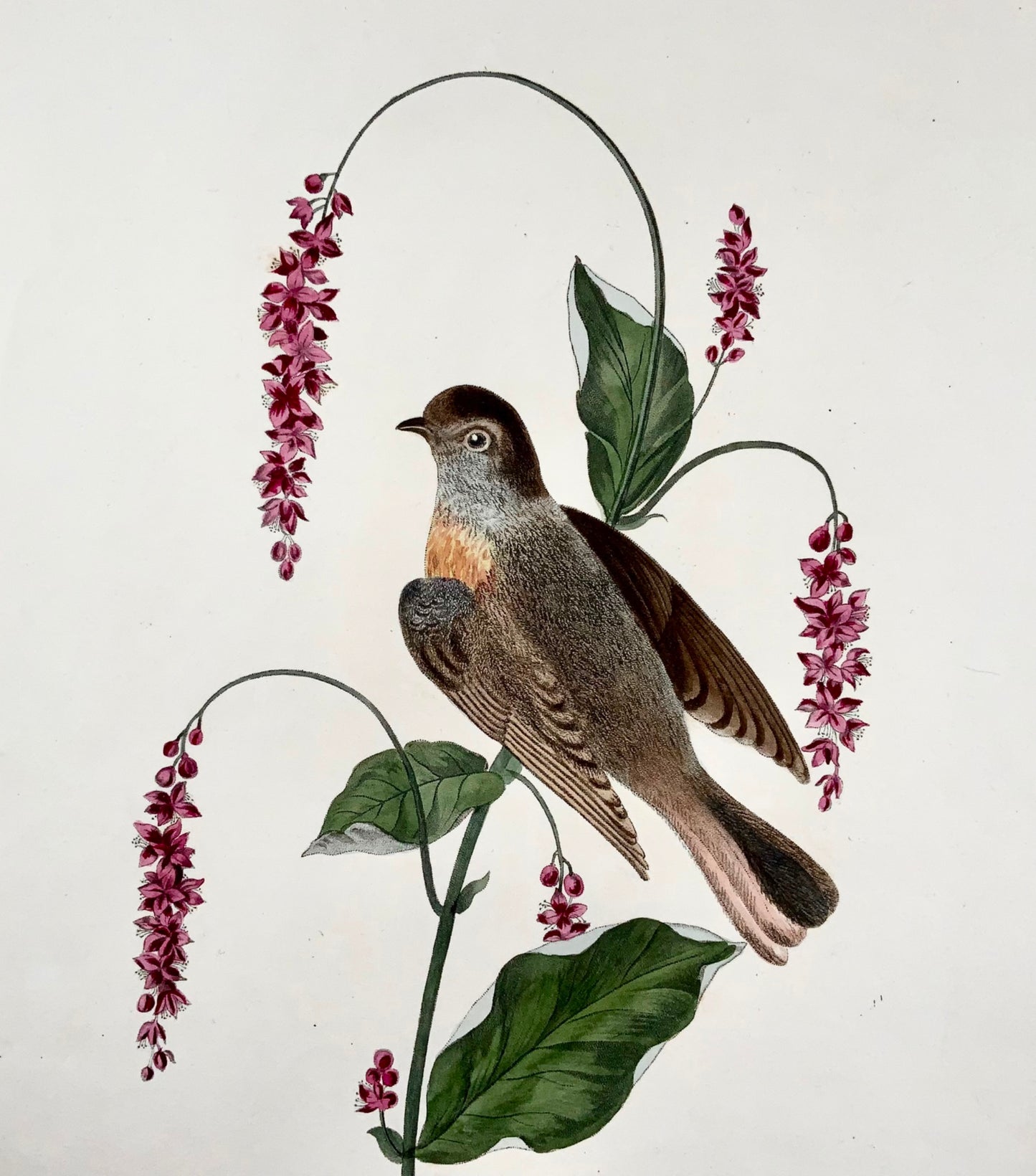 1819 George Brookshaw (né en 1751), ornithologie, Rougequeue, bordure foliée 