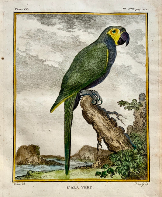 1779 Haussard after Jacques de Seve - L’Ara Vert - Parrot - 4to engraving - Ornithology