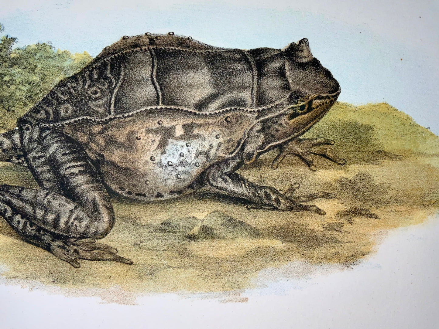 1860 Grenouilles, amphibiens, Fitzinger, lithographie en couleurs avec finition à la main