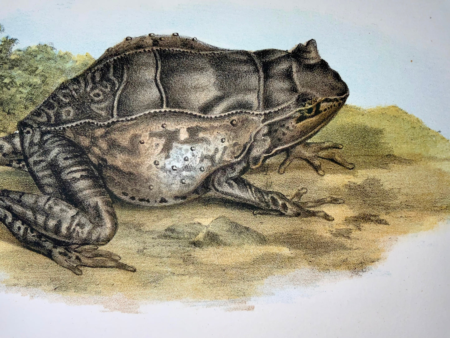 1860 Frogs, amphibians, Fitzinger, colour lithograph with hand finish