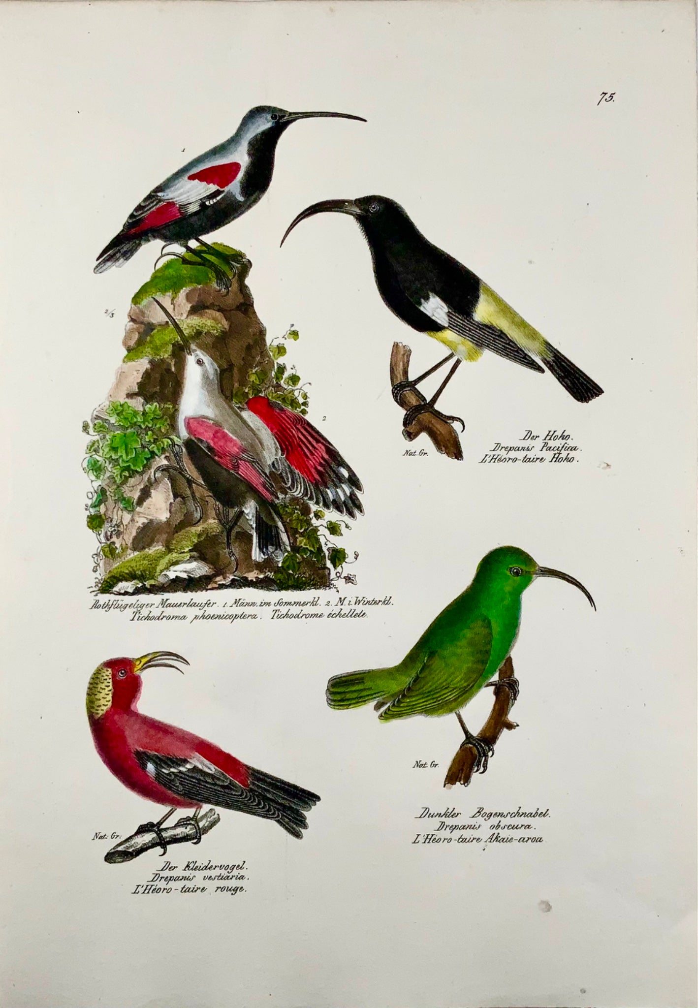 1830 Drepanis Wallcreeper, ornithology, Brodtmann, folio, lithograph