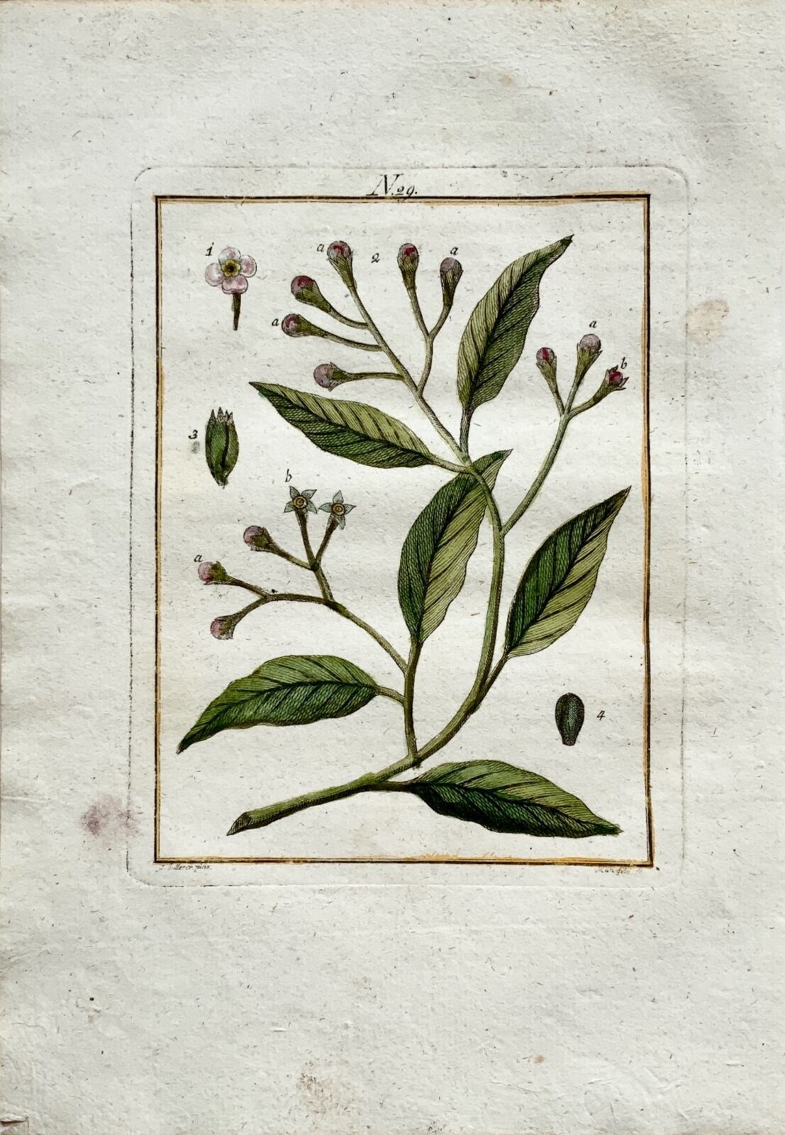 1790 Clou de girofle, arbre Myrtaceae, botanique, Joh. Gravure colorée à la main de Sollerer