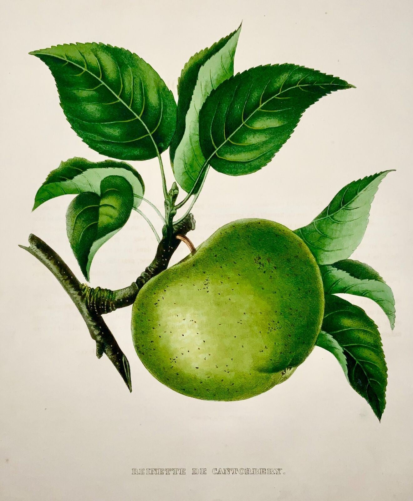1853 A. Bivot; Pomologie Arboricole - POMME de Cantobery - 35cm couleur fine main, Fruit