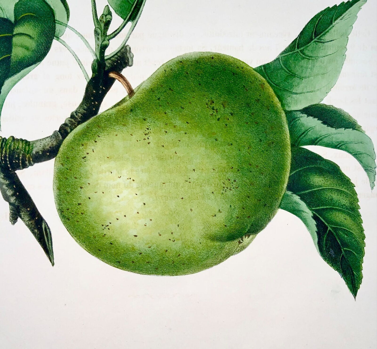 1853 A. Bivot; Pomologie Arboricole - POMME de Cantobery - 35cm couleur fine main, Fruit