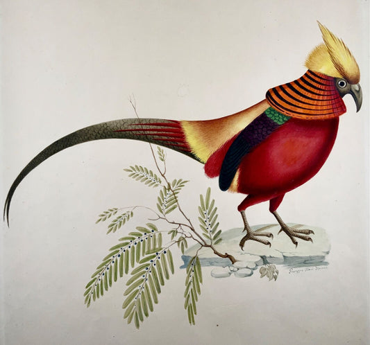 1790 ca Giuseppe Troni (1739-1810) Faisan doré, gouache grand format, ornithologie