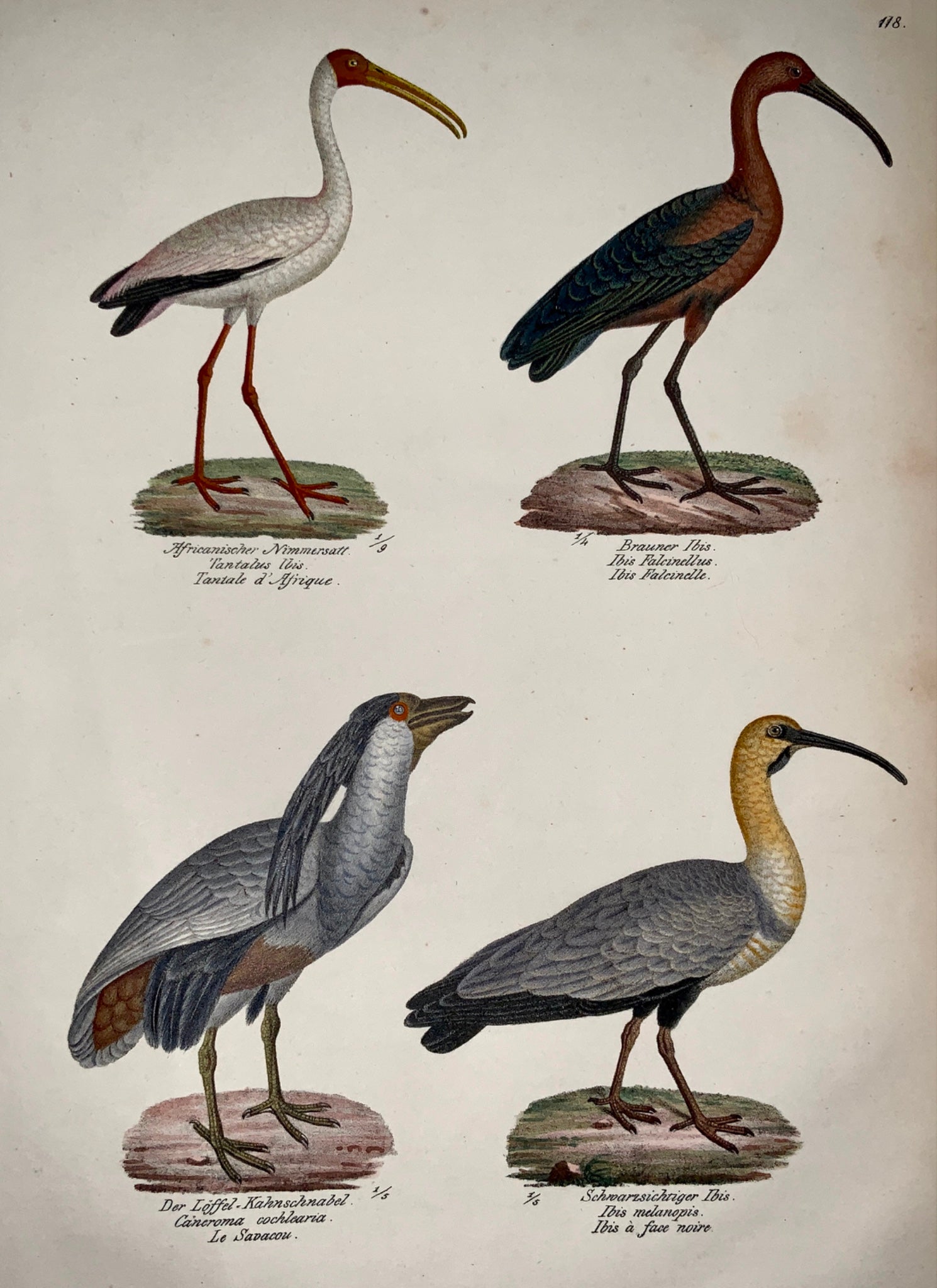 1830 Ibis Billed Heron Ornithology Brodtmann hand coloured FOLIO lithography