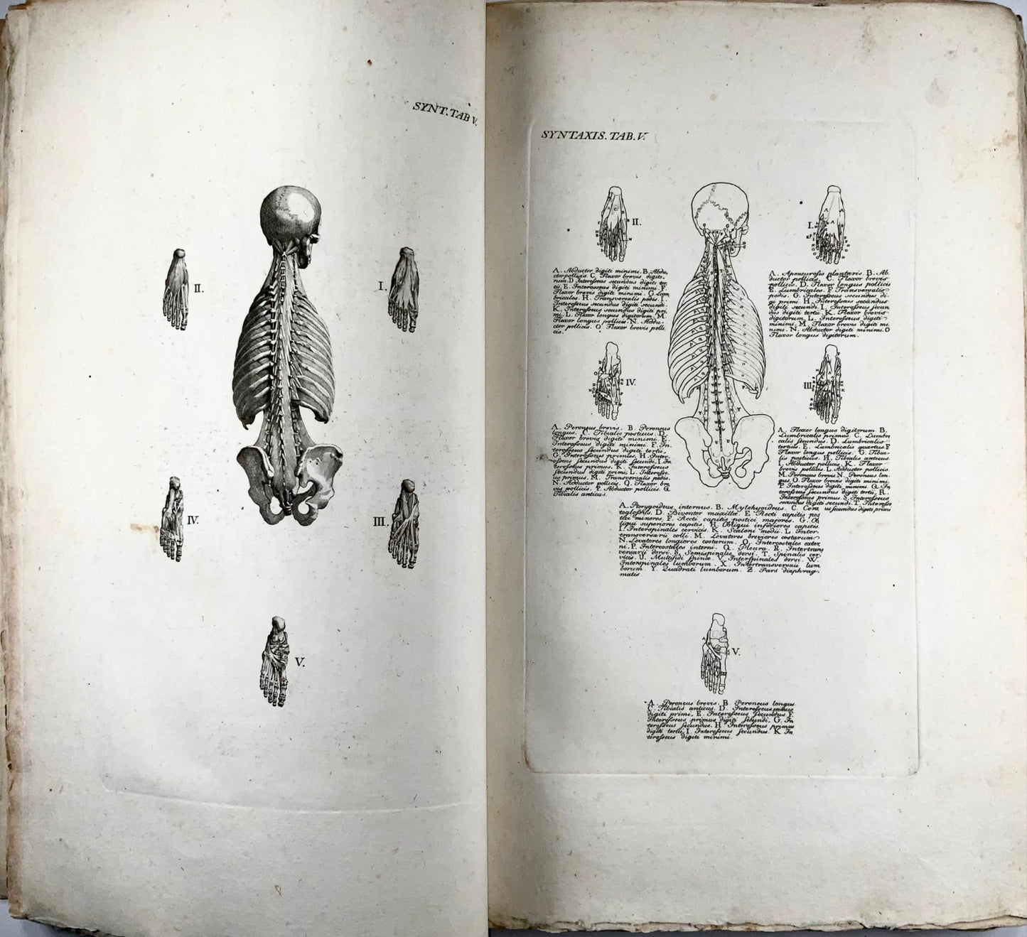 1819 J. Barth, Anfangsgründe der Muskellehre, folio, 61 gravures sur cuivre, médecine, livre, anatomie
