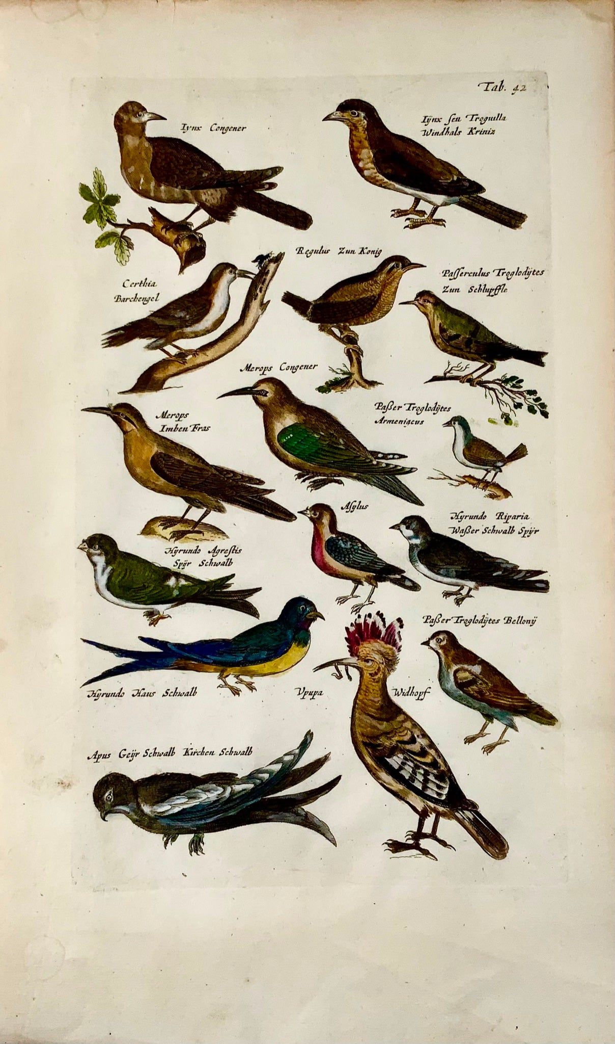 1657 Huppe fasciée, guêpiers, passereaux, oiseaux, Matt. Merian, gravure in-folio coloriée à la main