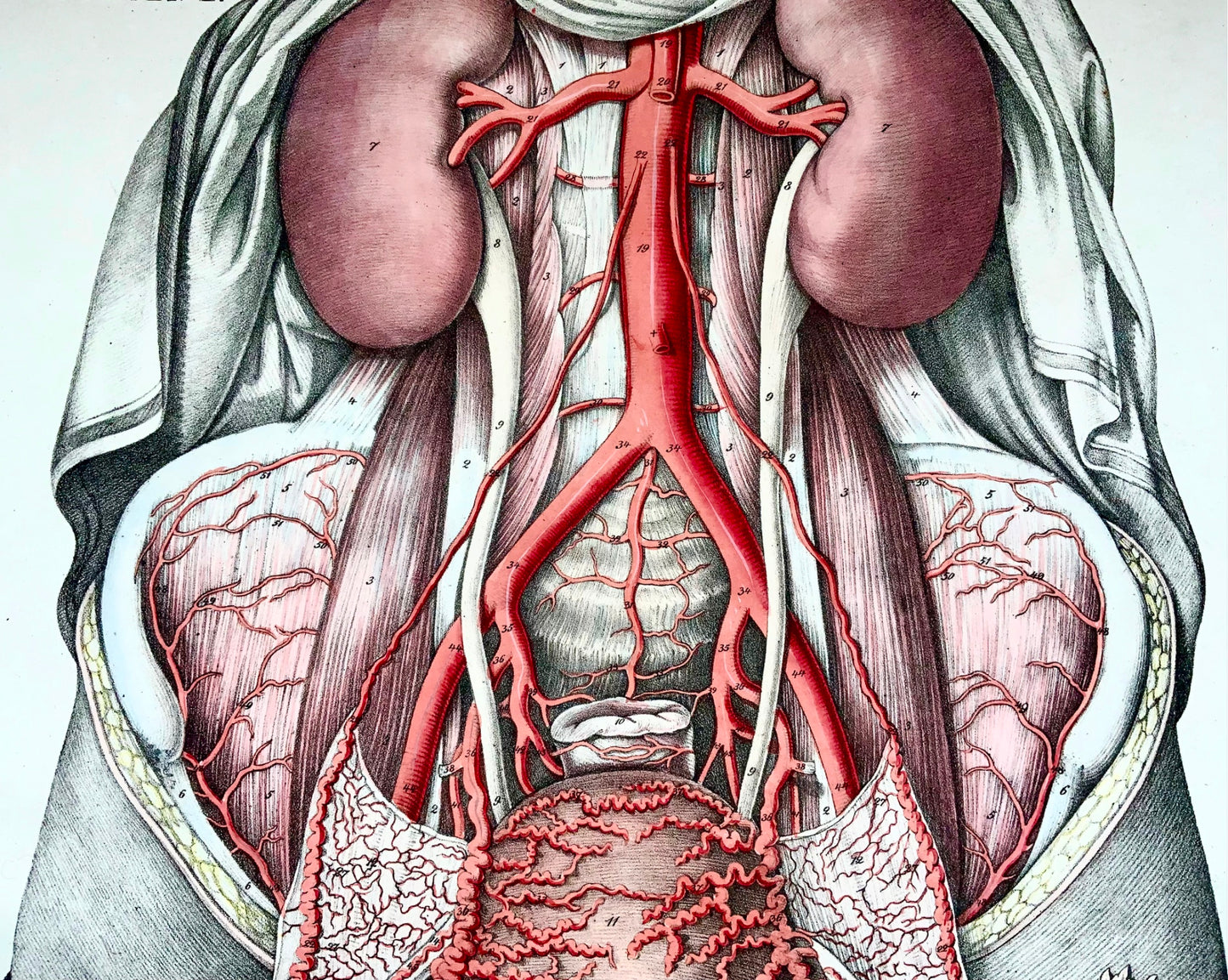 1827 Coffre, organes, Bierkowski, Holbein, folio impérial 20", couleur main, anatomie