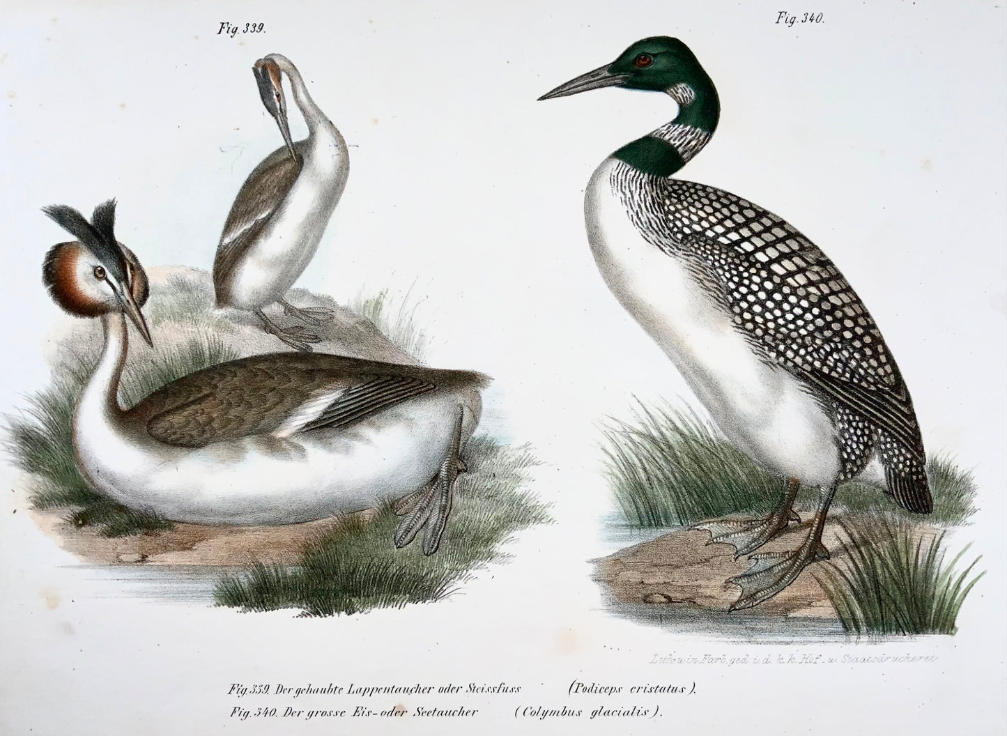 1860 Grèbe, Plongeon, Fitzinger, lithographie couleur avec finition à la main, ornithologie