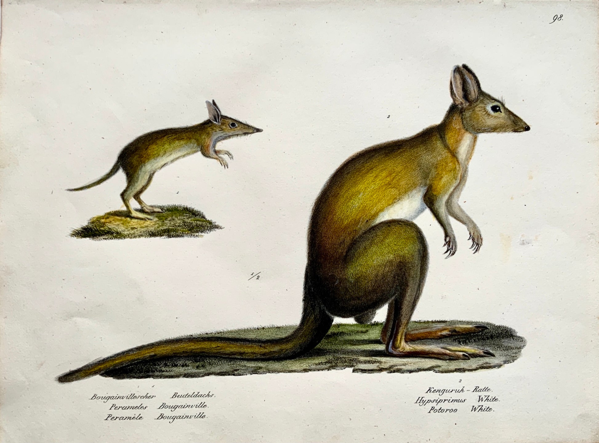 1824 Kangaroo Bandicoot Mammals - K.J. Brodtmann hand colored FOLIO lithograph