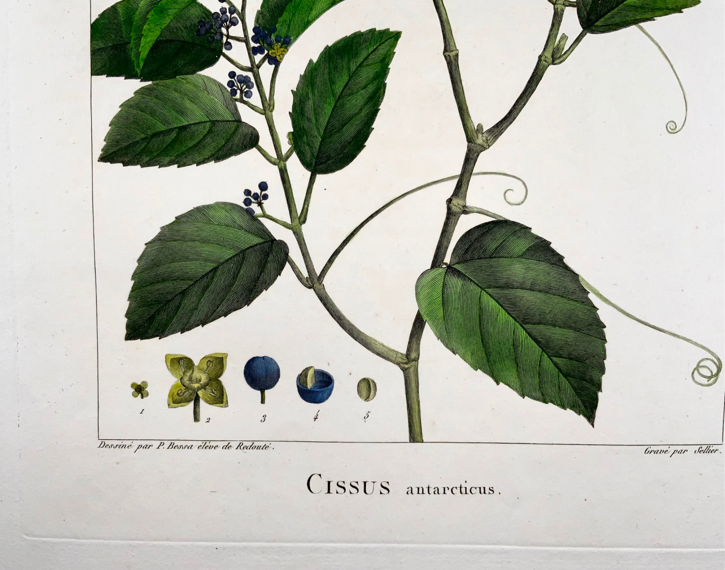 1803 Cissus antarticus ["vigne kangourou"], Australie, d'après Bessa &amp; Redouté, Botanique