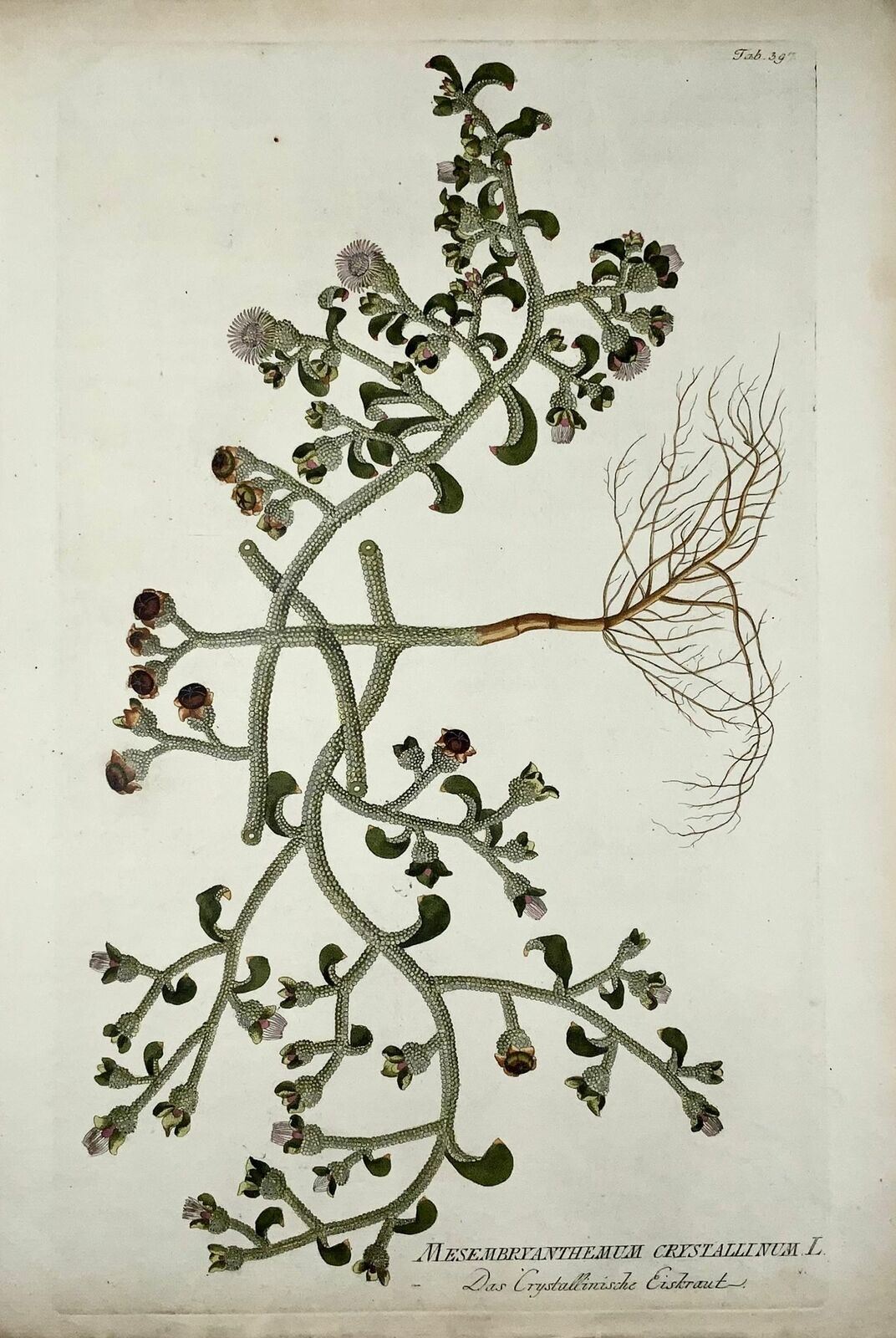 1788 Ice Plant, botanique, JJ Plenck, Icones plantarum, folio 45cm coloré à la main