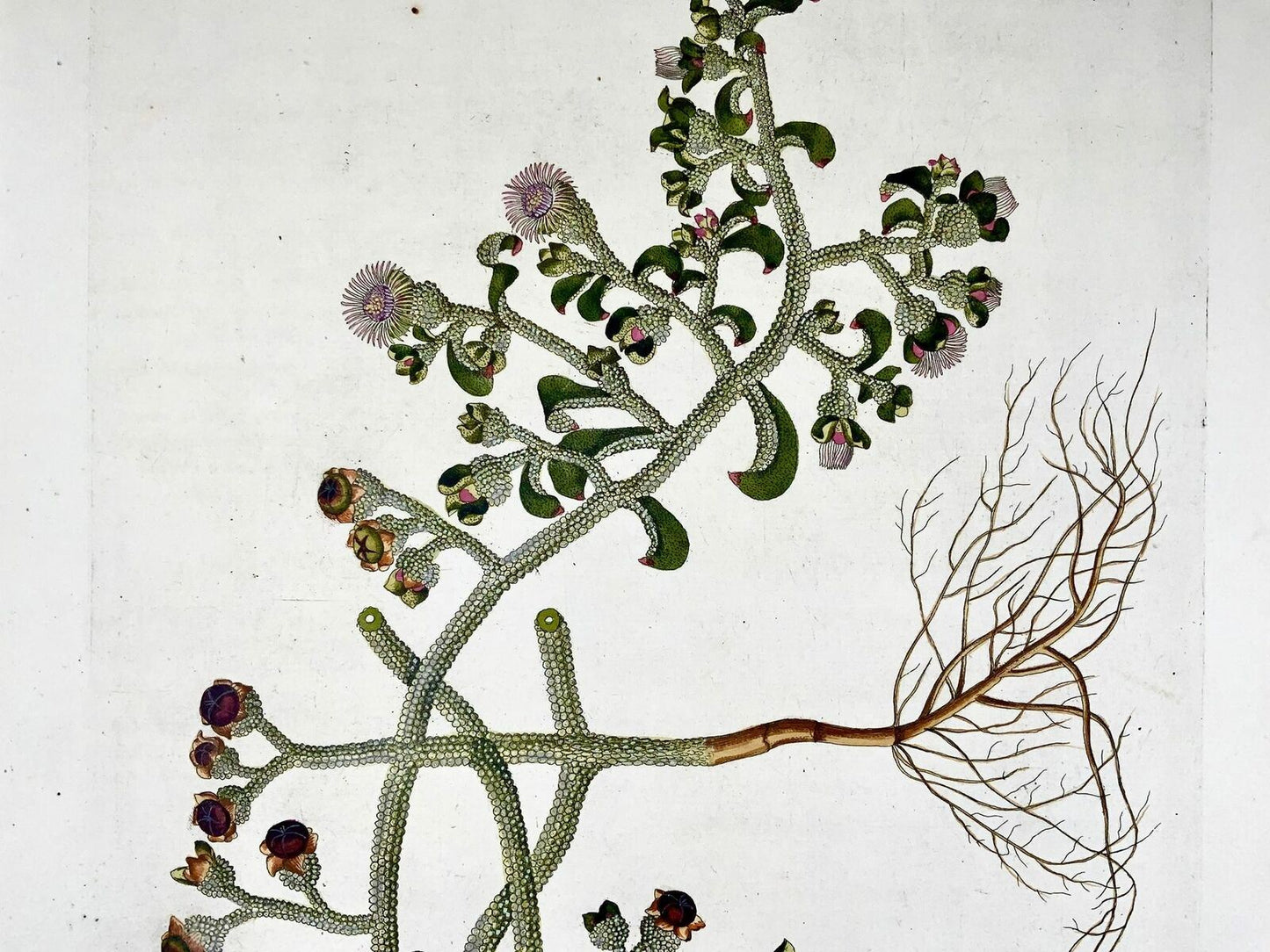 1788 Ice Plant, botanique, JJ Plenck, Icones plantarum, folio 45cm coloré à la main