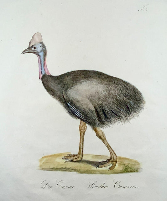 1816 Casoars, ornithologie, lutin. folio 42,5 cm, Brodtmann, gravure de maître