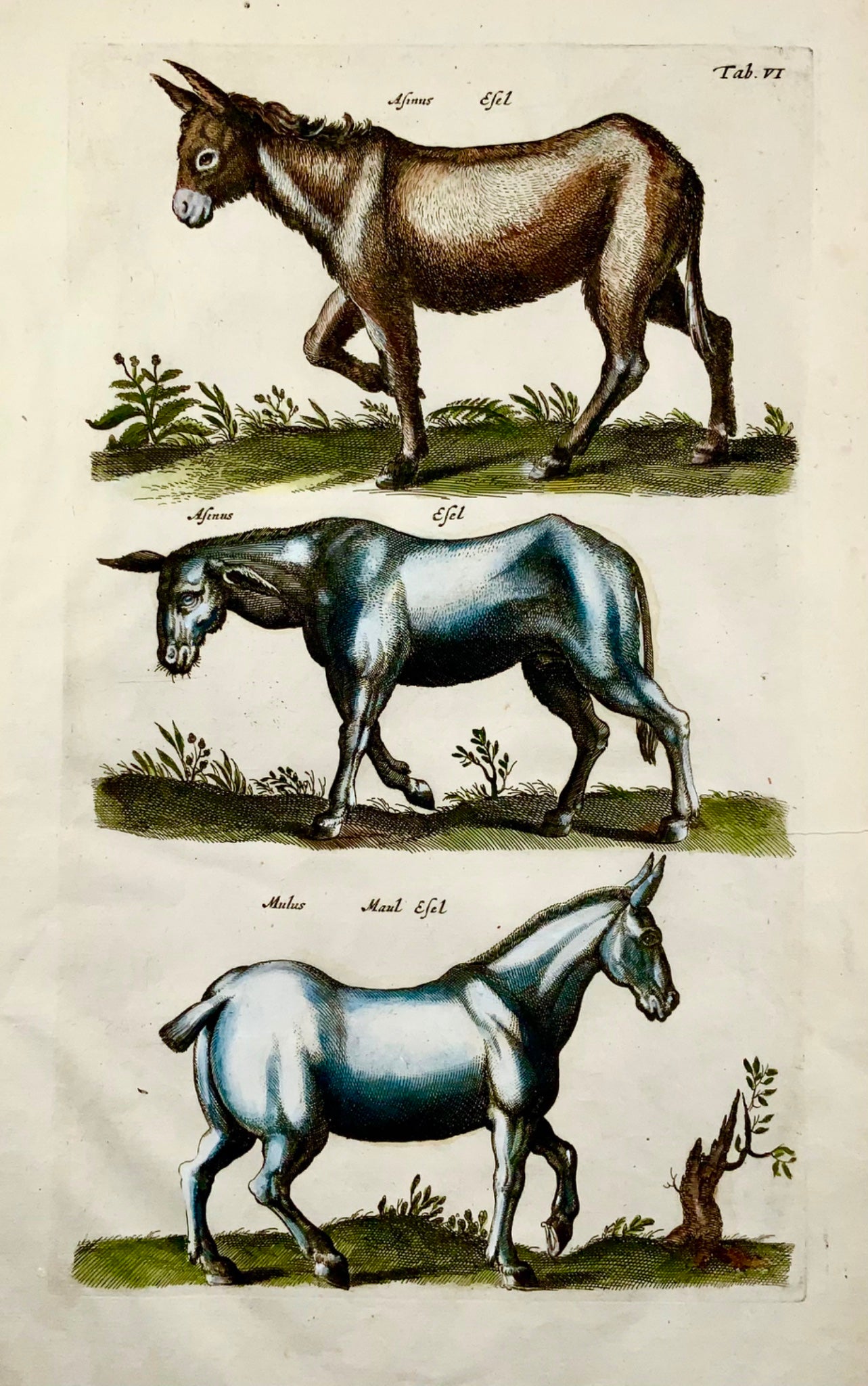 1657 Cheval, Mulet, Âne, Mat. Merian, in-folio, gravure coloriée à la main, mammifères