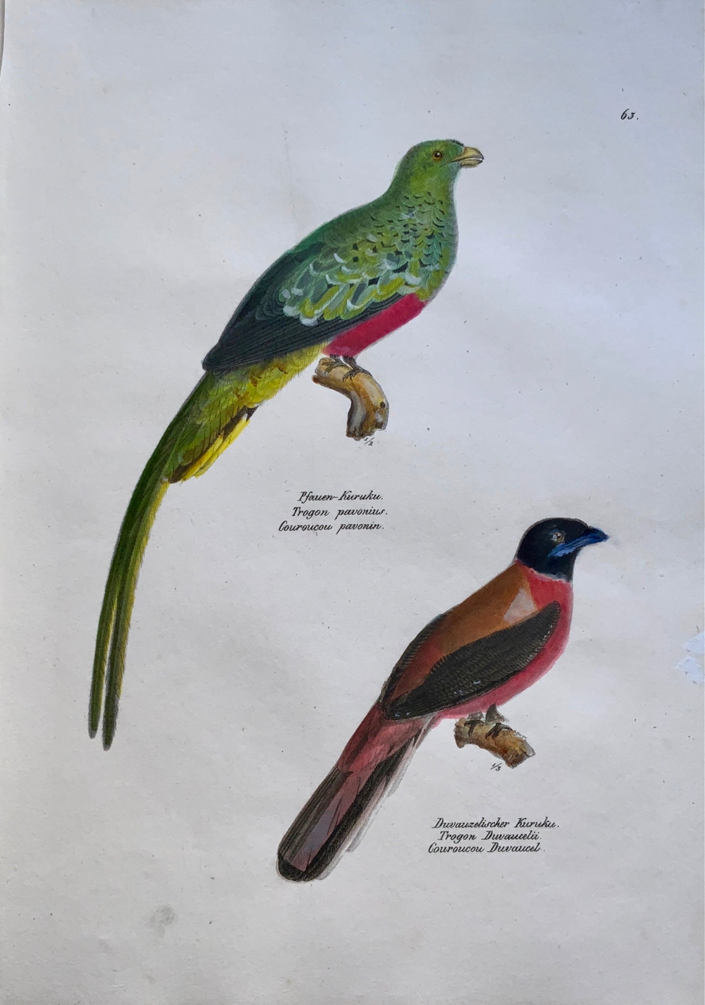 1830 TROGON Ornithology - Brodtmann hand coloured FOLIO stone lithograph