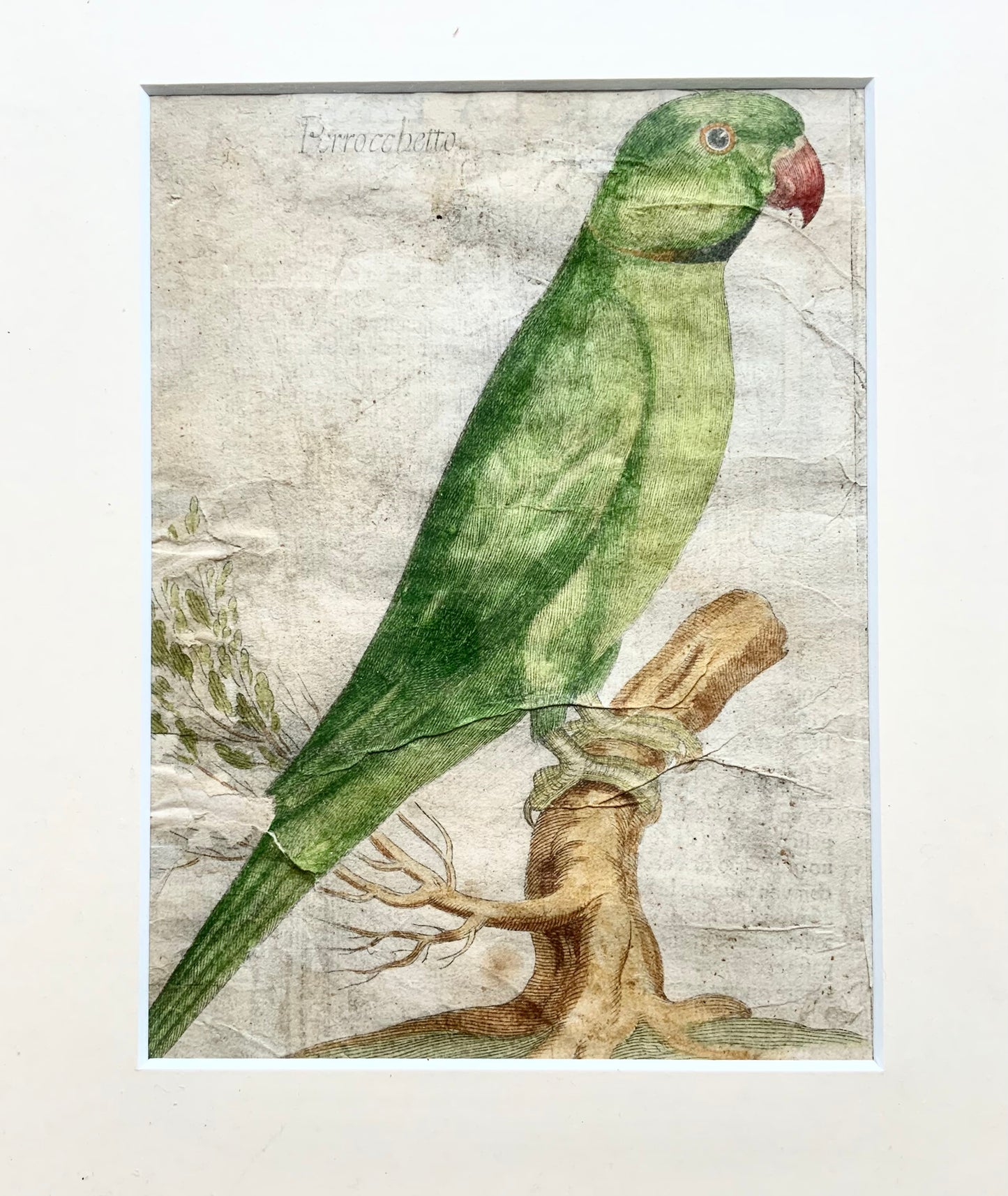 1622 Antonio Tempesta; Le P. Villamena, Perruche [Pâtes Parrochetto], ornithologie 