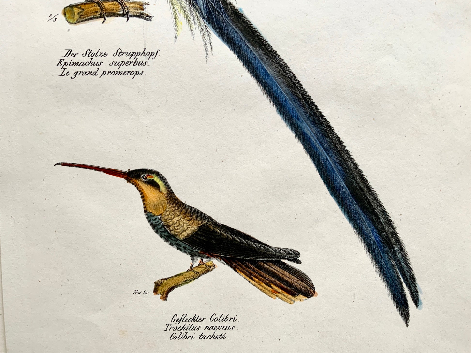 1830 Birds of Paradise, Colibri - Brodtmann hand coloured FOLIO lithography