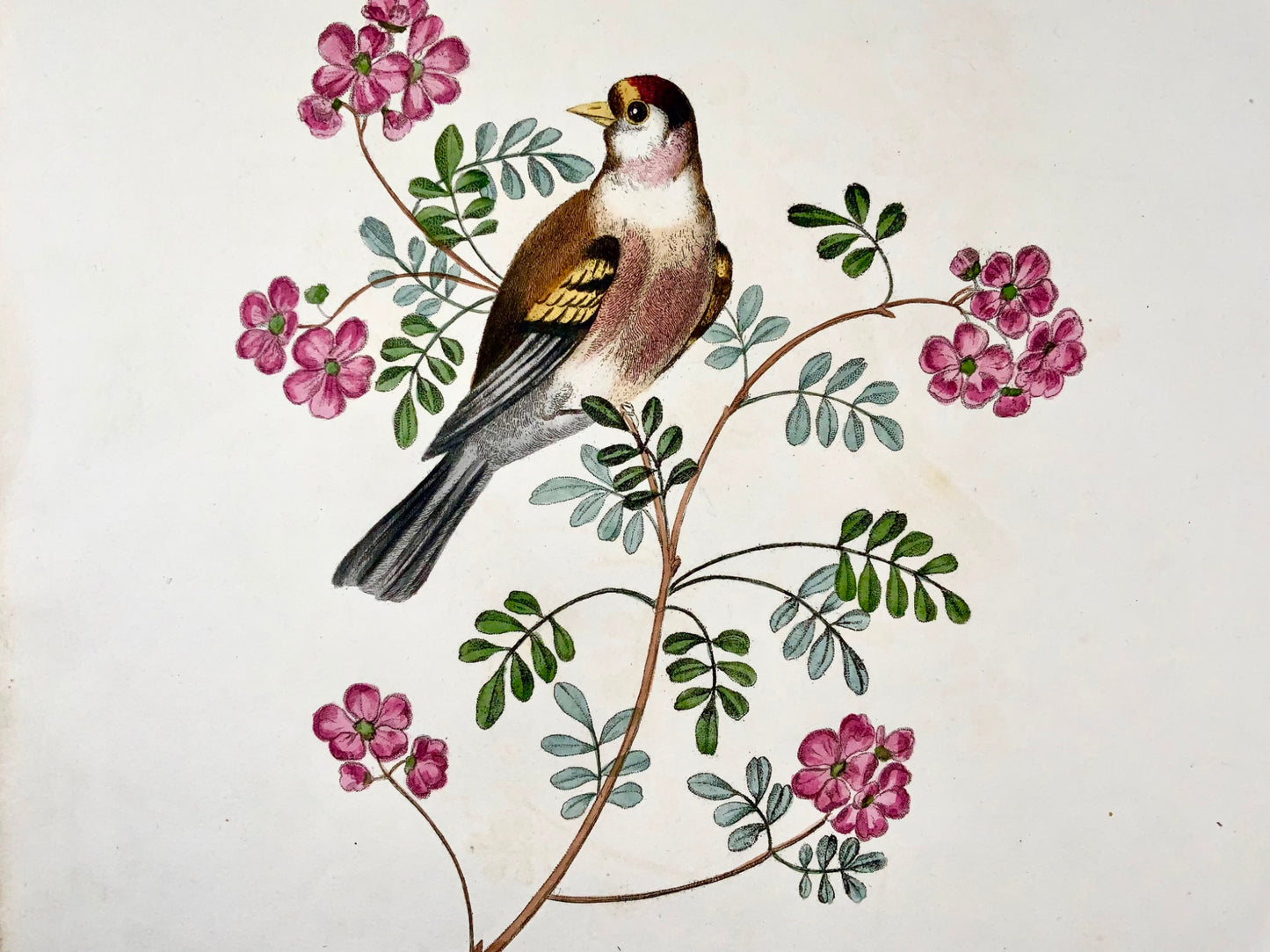 1819 George Brookshaw (né en 1751), ornithologie, chardonneret, bordure foliée 