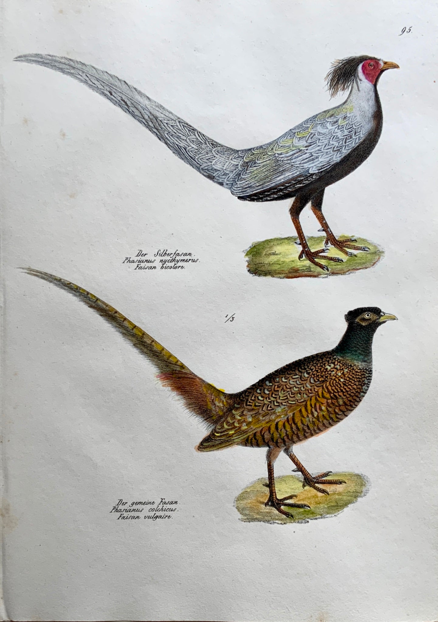 1830 PHEASANTS Ornithology - Brodtmann hand coloured FOLIO lithography