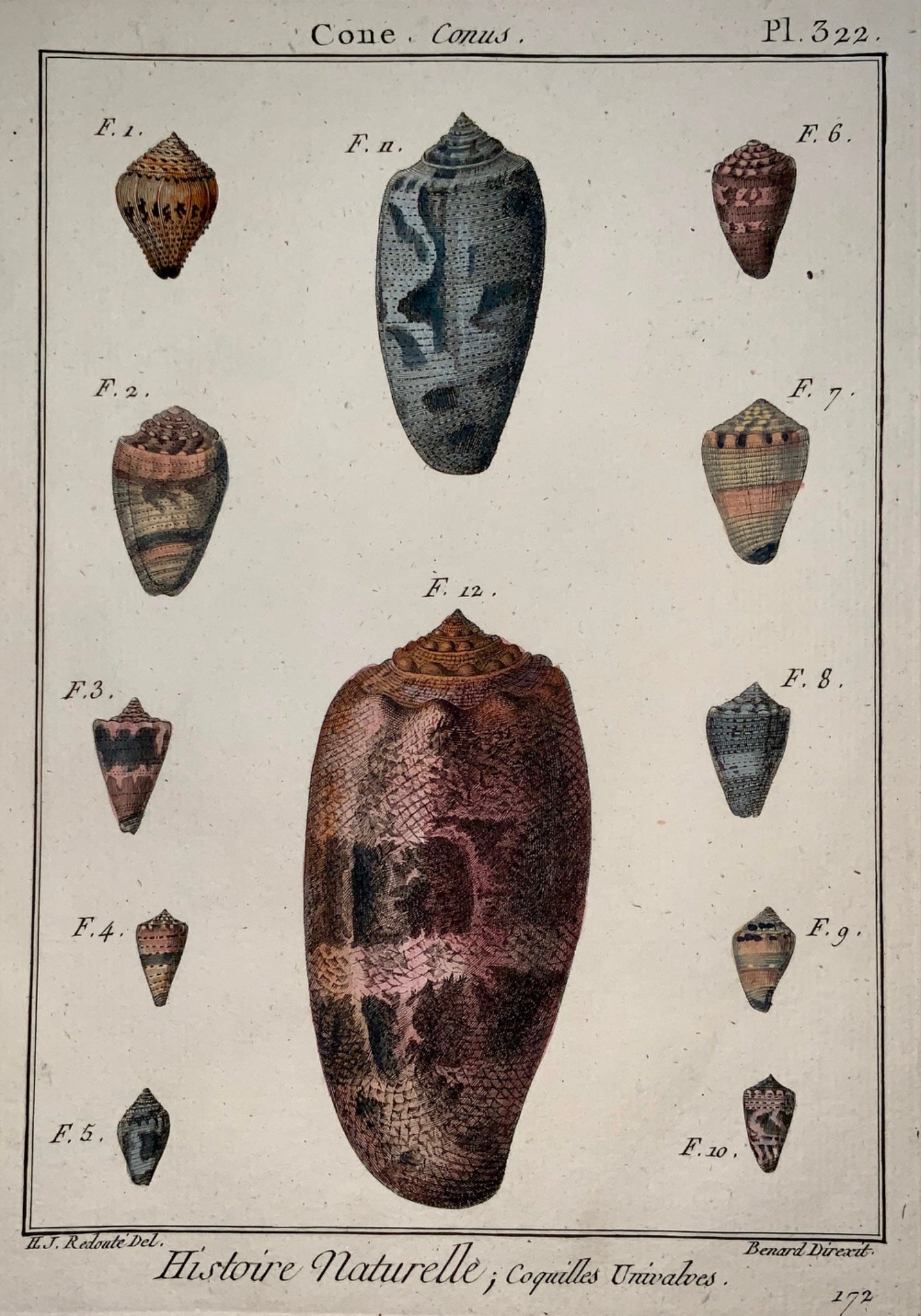 1789 J. B. Lamarck; H.J. Redoute - CONE Conus Shell - Conchology hand colour