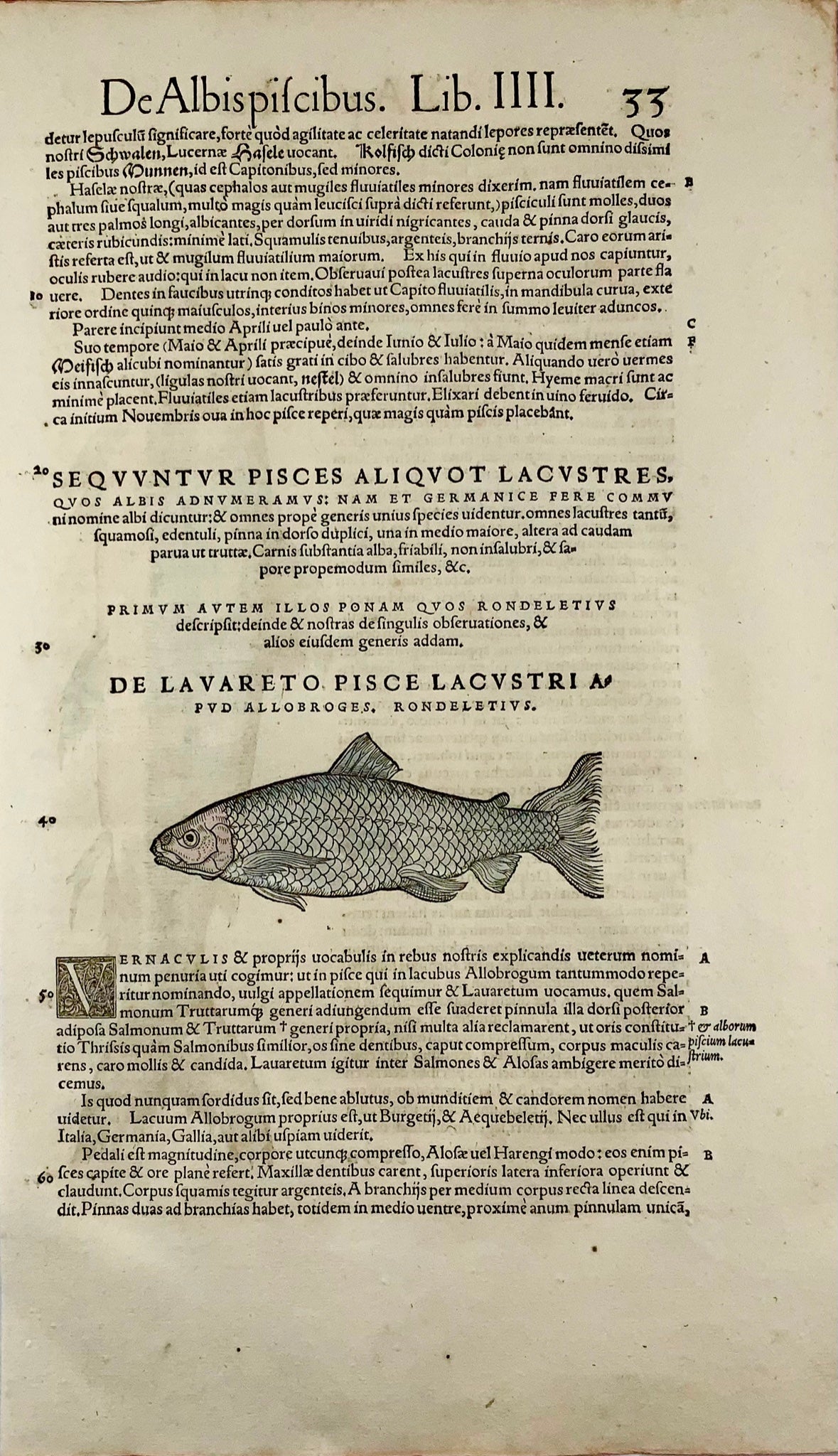 1558 Blue trout, Conrad Gesner, folio woodcut, hand coloured, First State