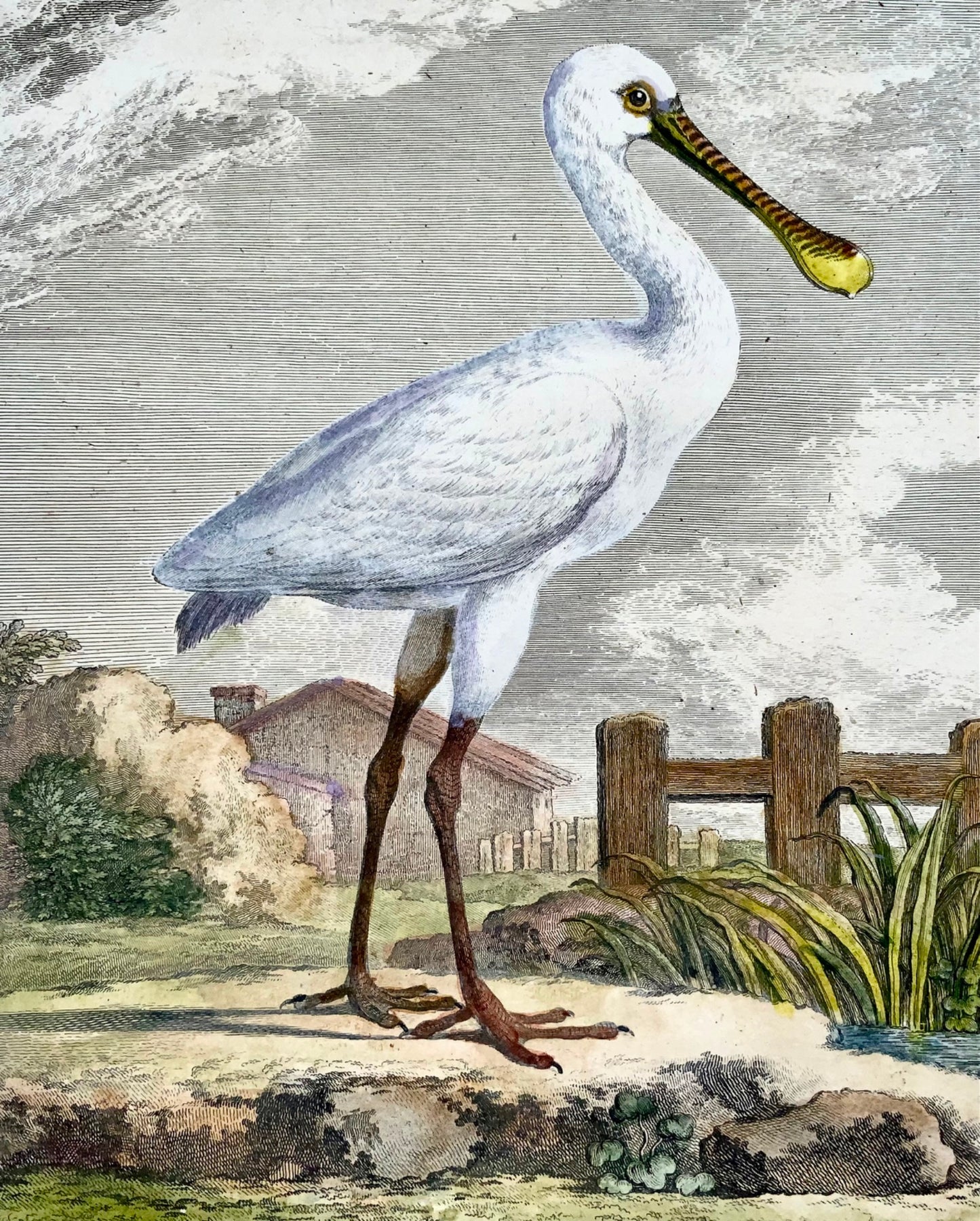 1779 de Seve - SPOONBILL Bird - Ornithologie - Gravure in-4 to Large Edn