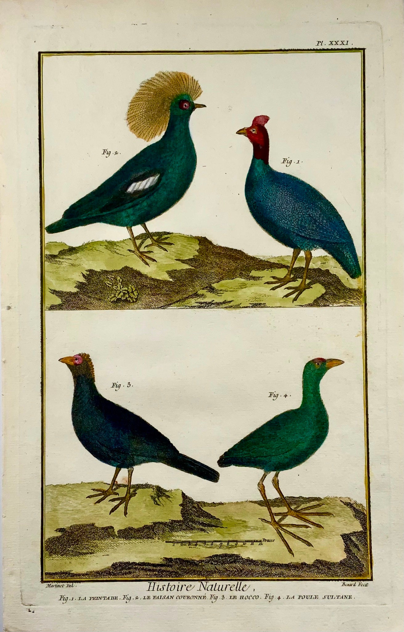 1751 Guineafowl, Pheasants, ornithology, Martinet, large folio, hand colour